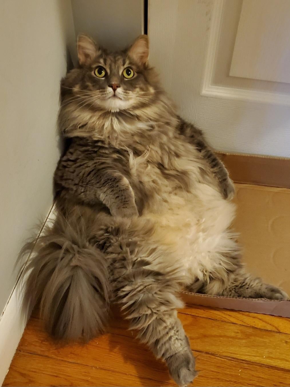 Why Does My Cat Sit Like a Gremlin?
