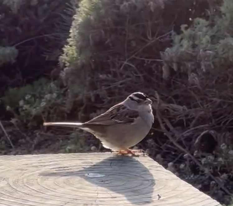 White crowned sparrow