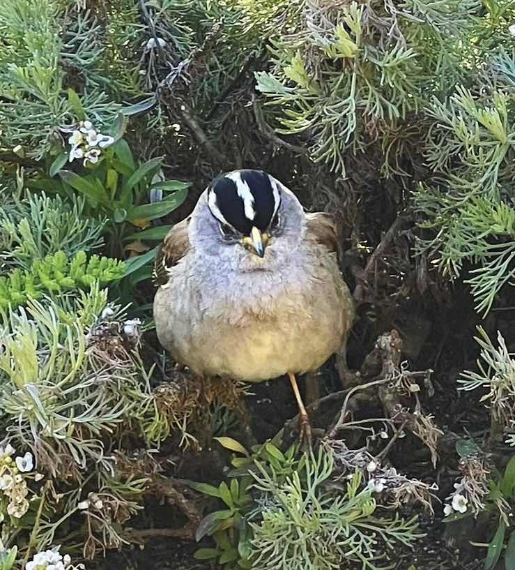 White crowned sparrow