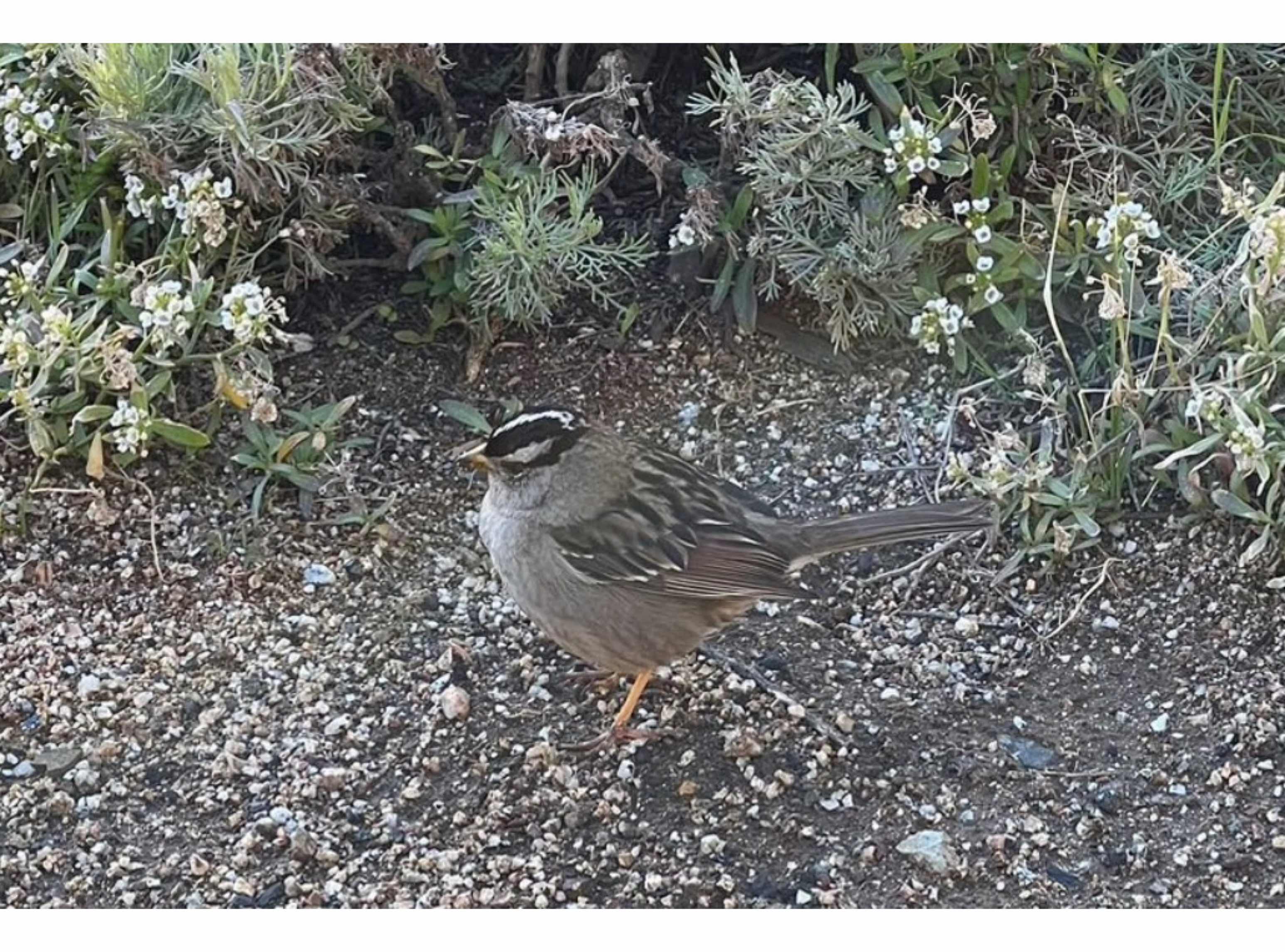 White crowned sparrow