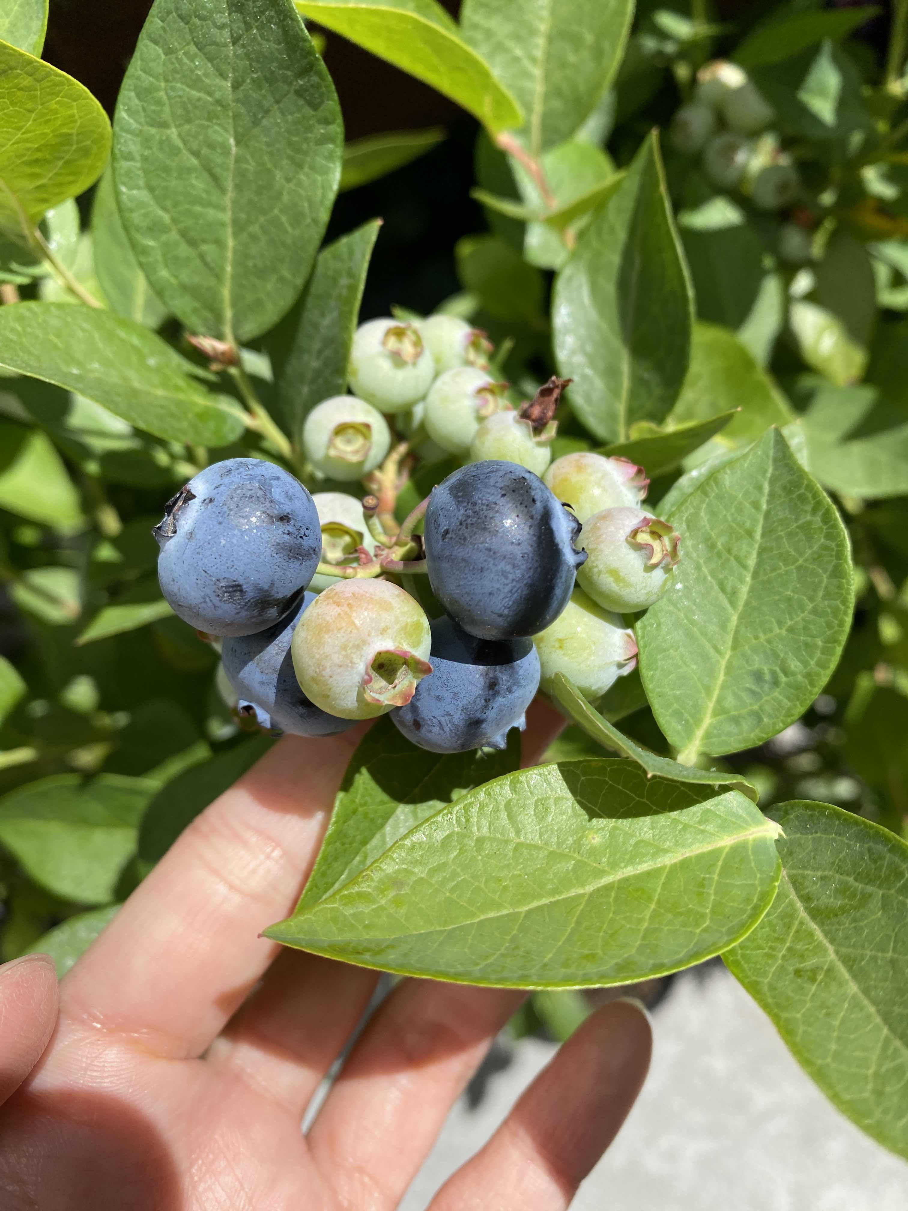 Homegrown blueberries