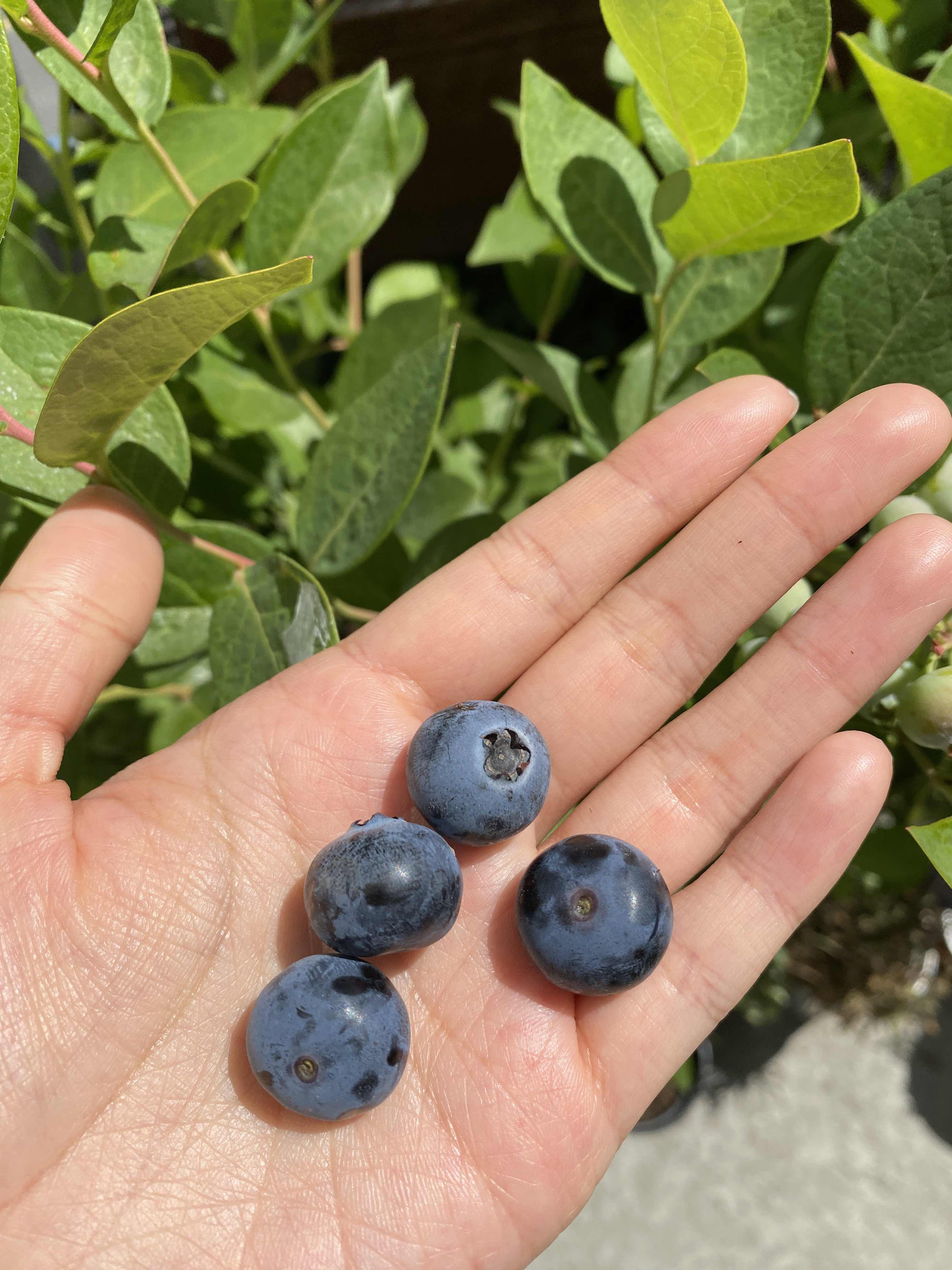 Homegrown blueberries