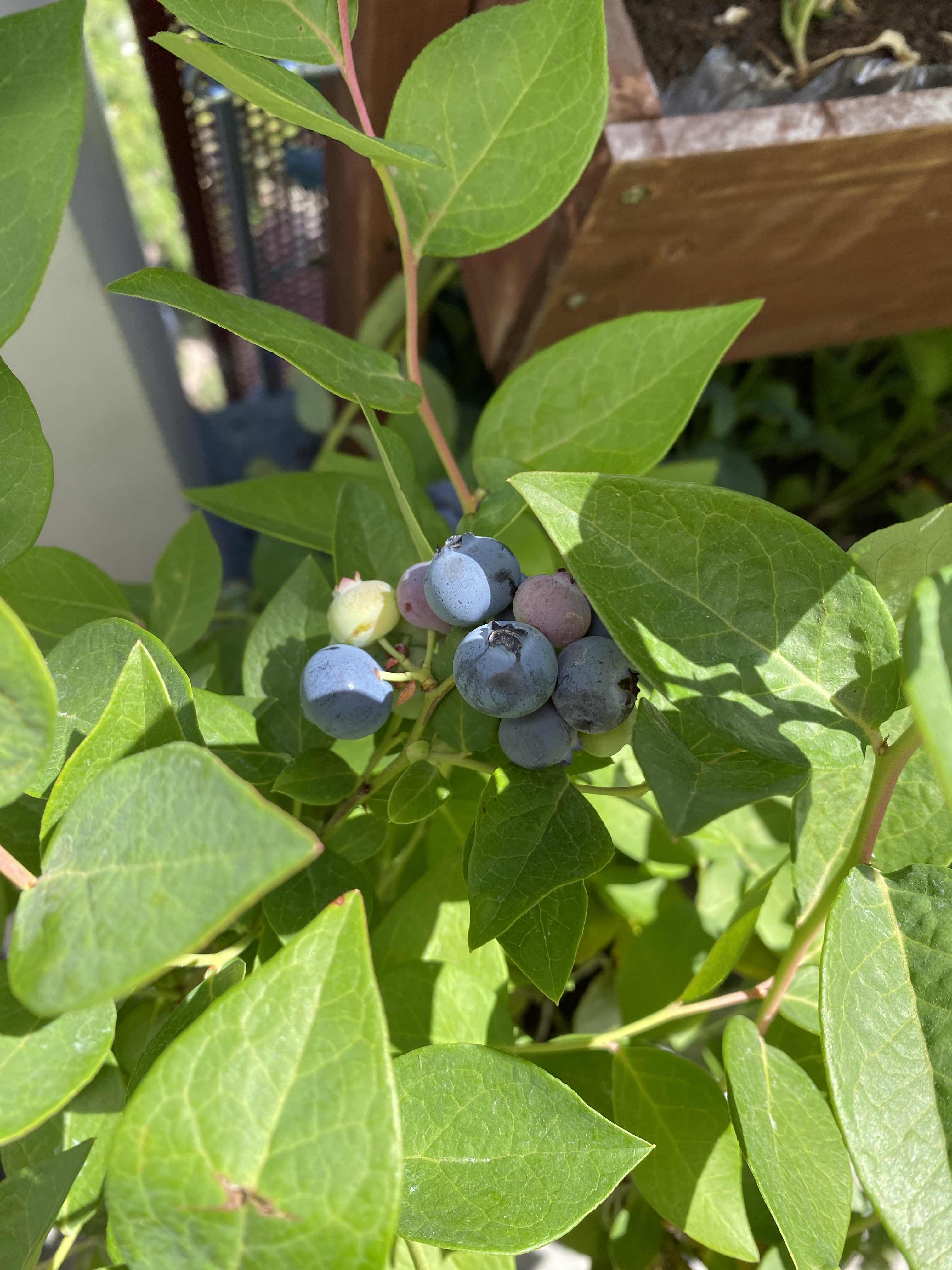 Homegrown blueberries
