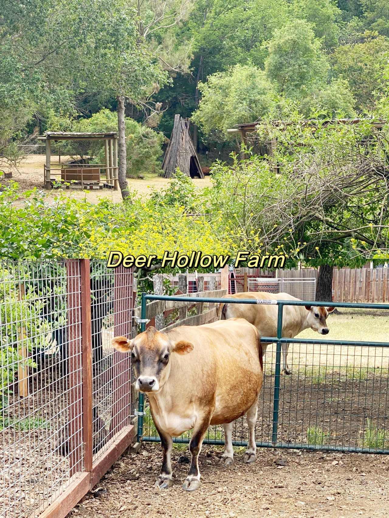 5 Bay Area Petting Zoos My Daughter Loves