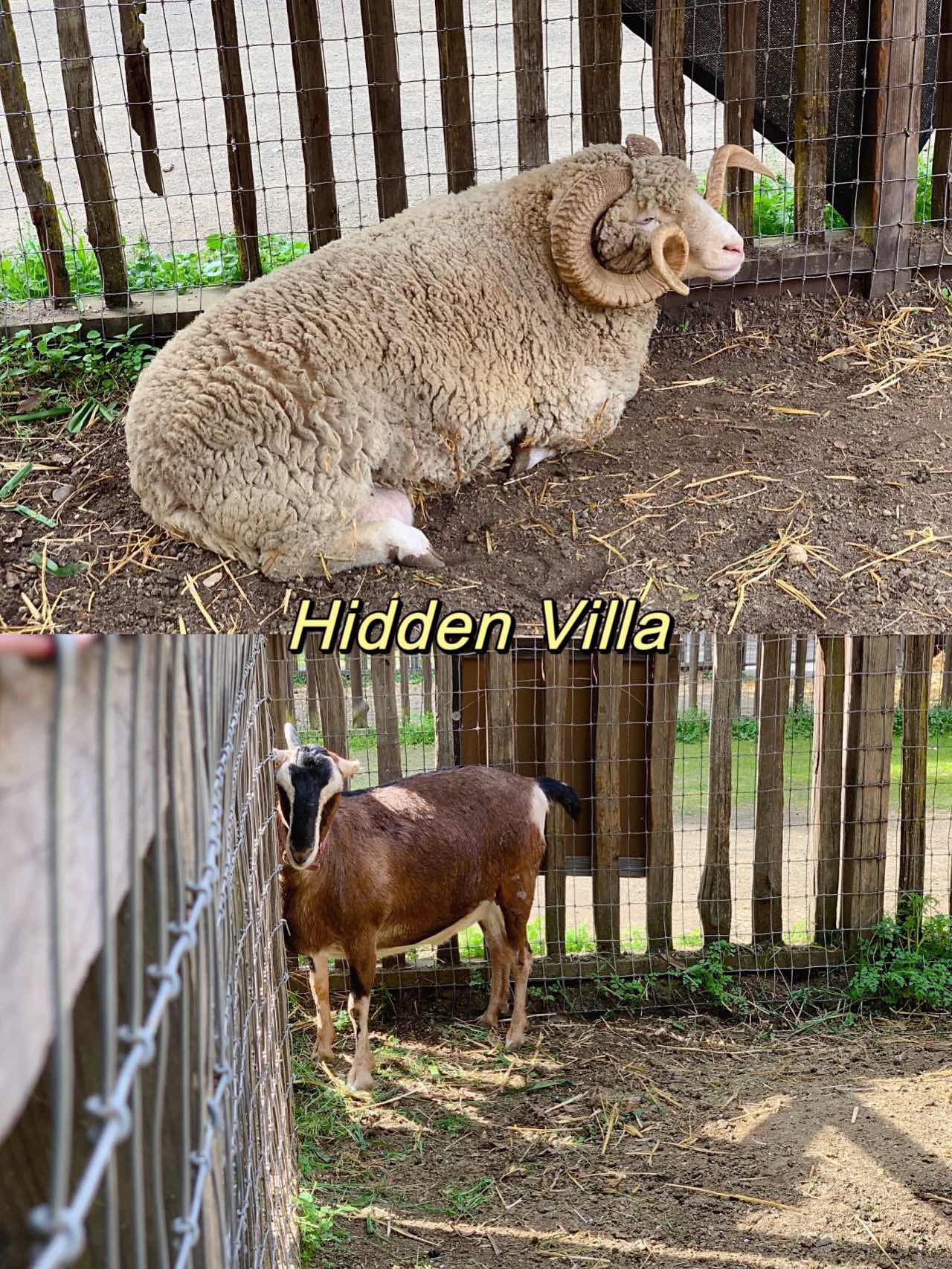 5 Bay Area Petting Zoos My Daughter Loves