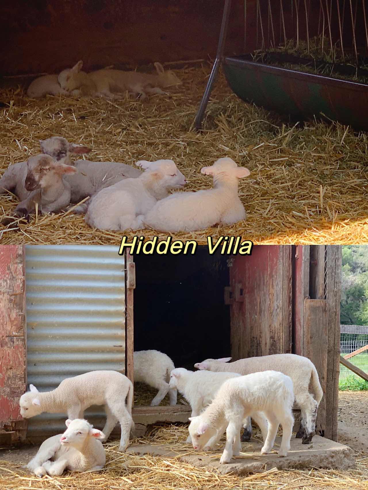 5 Bay Area Petting Zoos My Daughter Loves