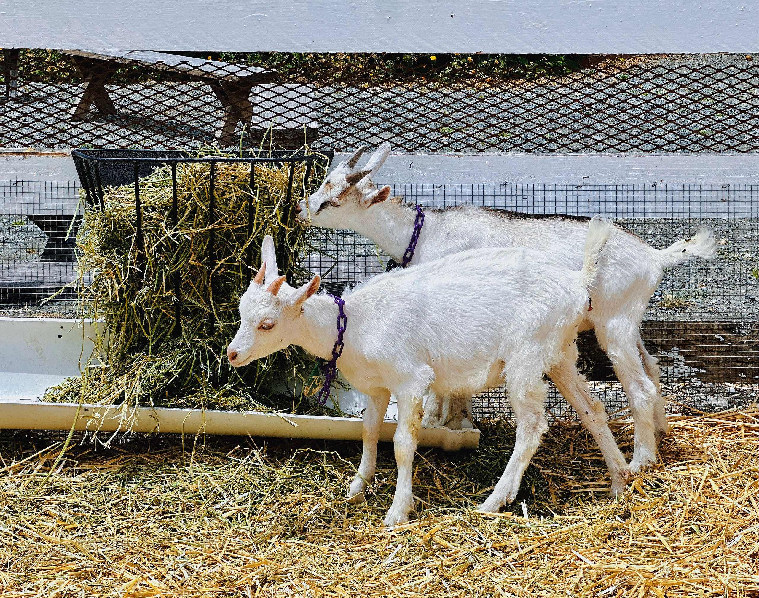 A Trip to Pescadero - Rocky Beaches, Pigeon Point Lighthouse, Goat Dairy Farm