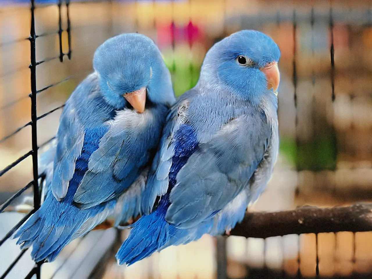 Weekend Outing with the Kids - The Basic Bird Parrot Shop on Berkeley University