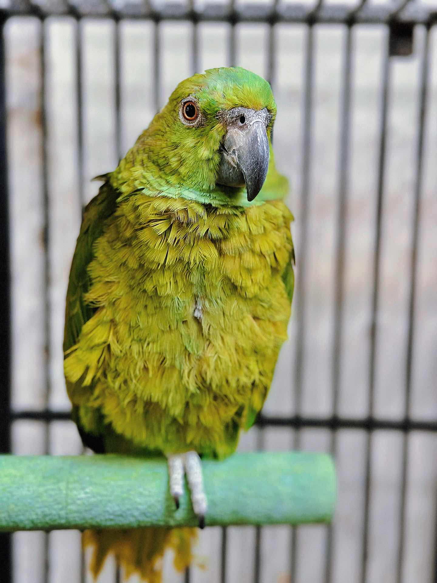 Weekend Outing with the Kids - The Basic Bird Parrot Shop on Berkeley University