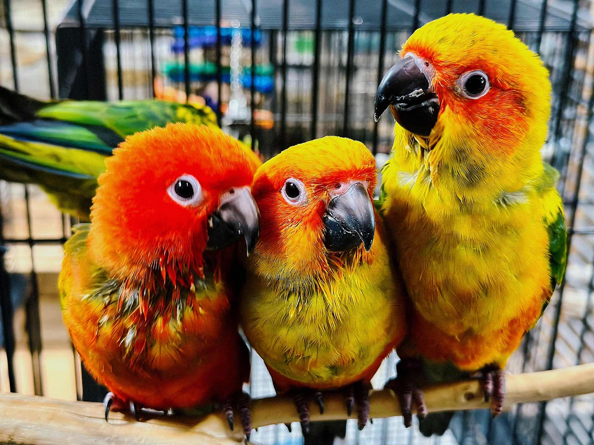 Weekend Outing with the Kids - The Basic Bird Parrot Shop on Berkeley University