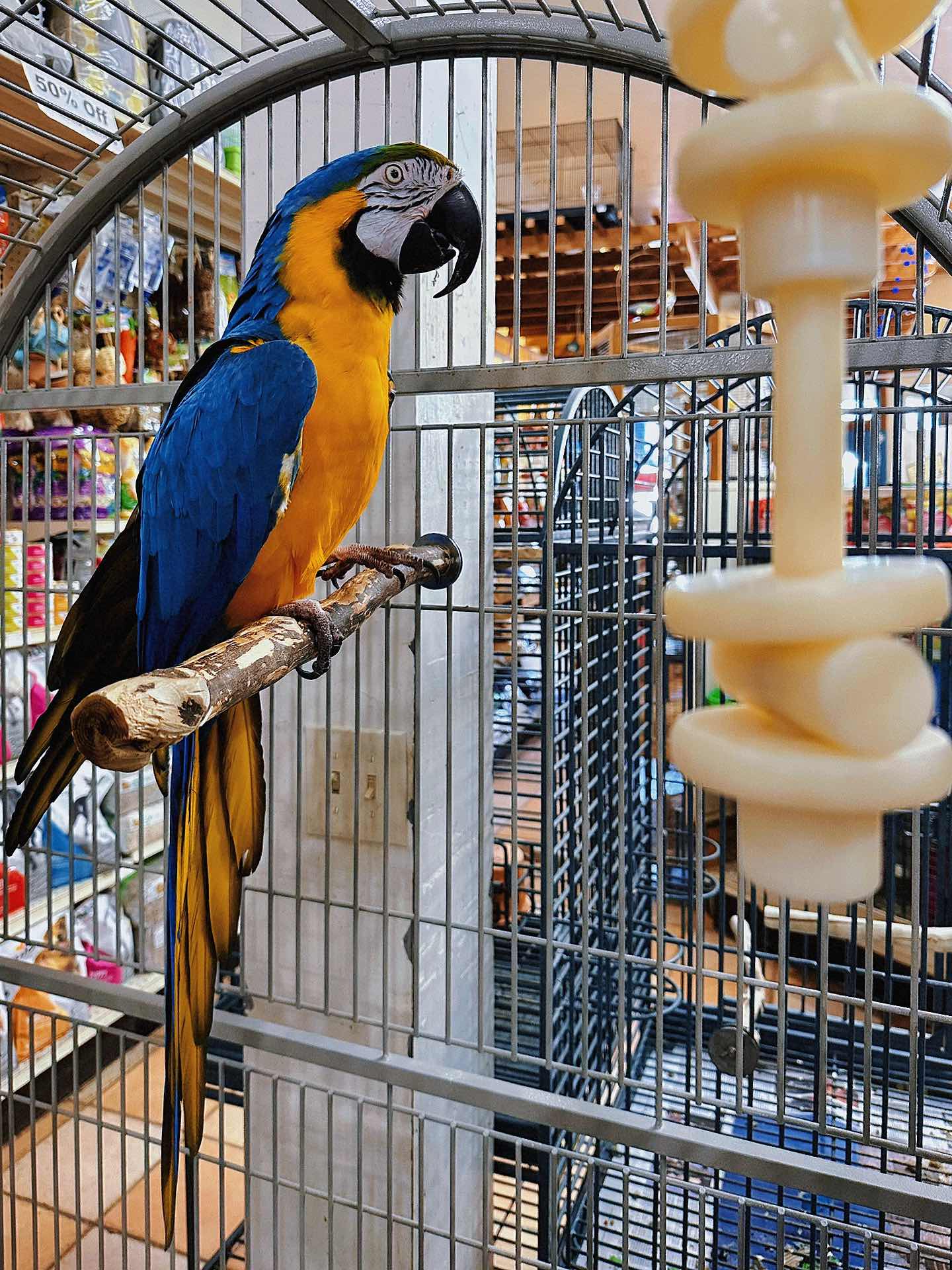 Weekend Outing with the Kids - The Basic Bird Parrot Shop on Berkeley University