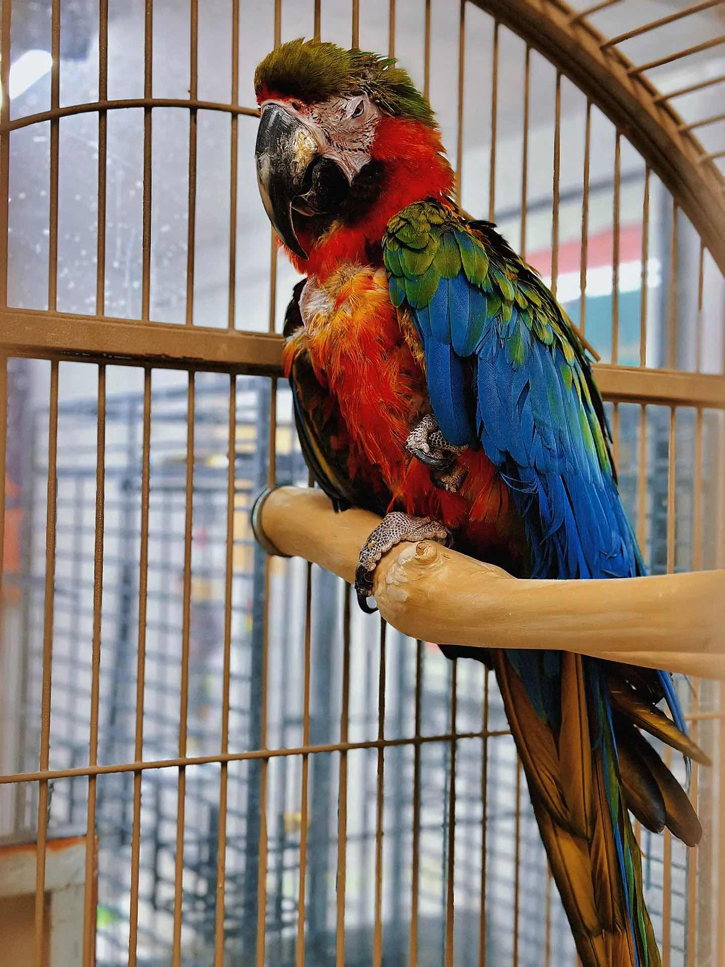 Weekend Outing with the Kids - The Basic Bird Parrot Shop on Berkeley University