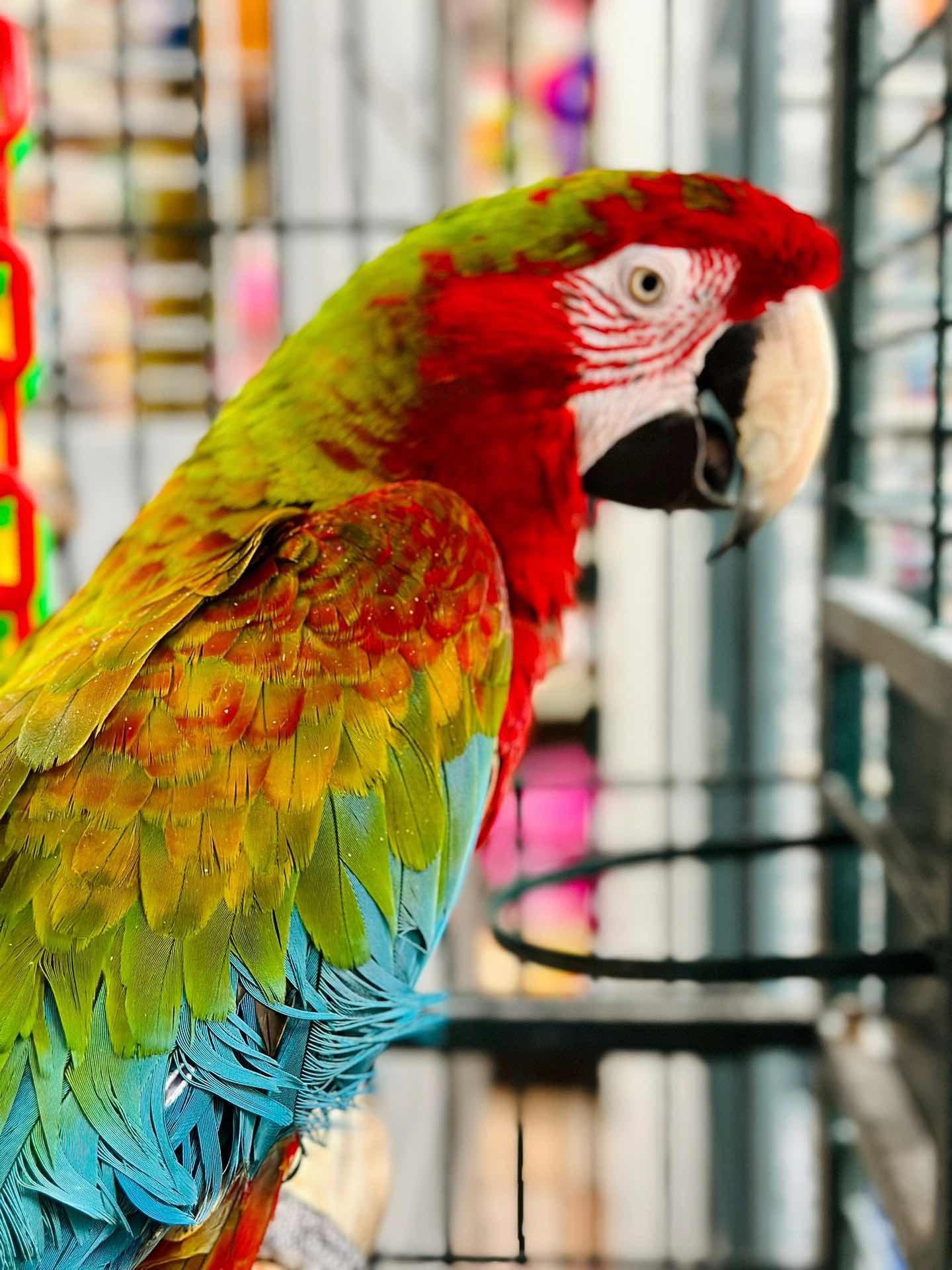 Weekend Outing with the Kids - The Basic Bird Parrot Shop on Berkeley University