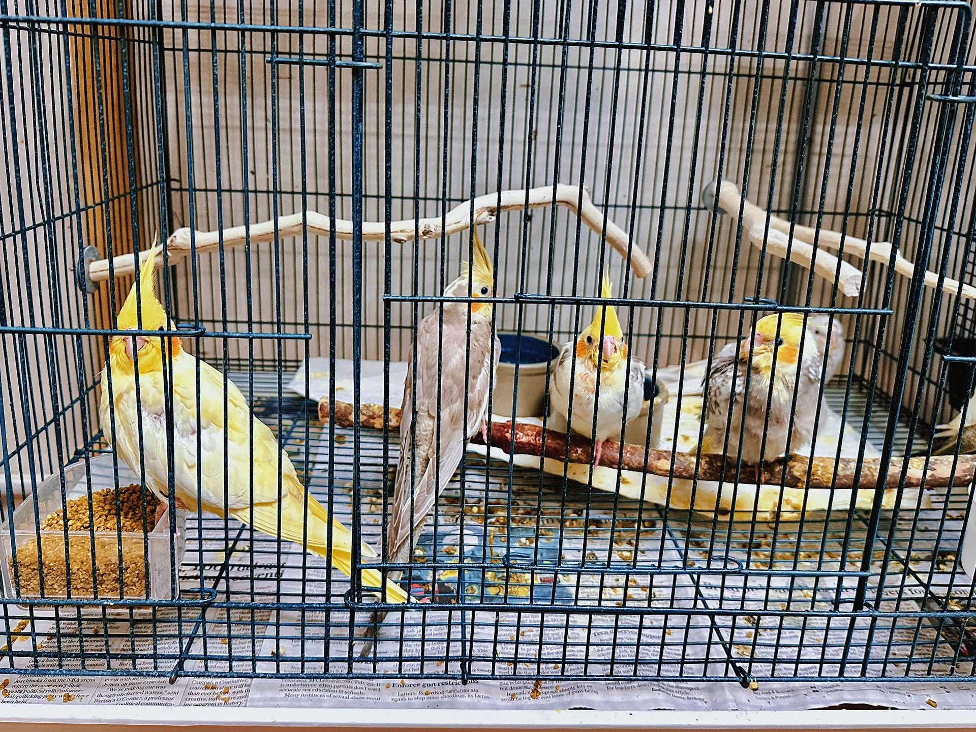 Weekend Outing with the Kids - The Basic Bird Parrot Shop on Berkeley University