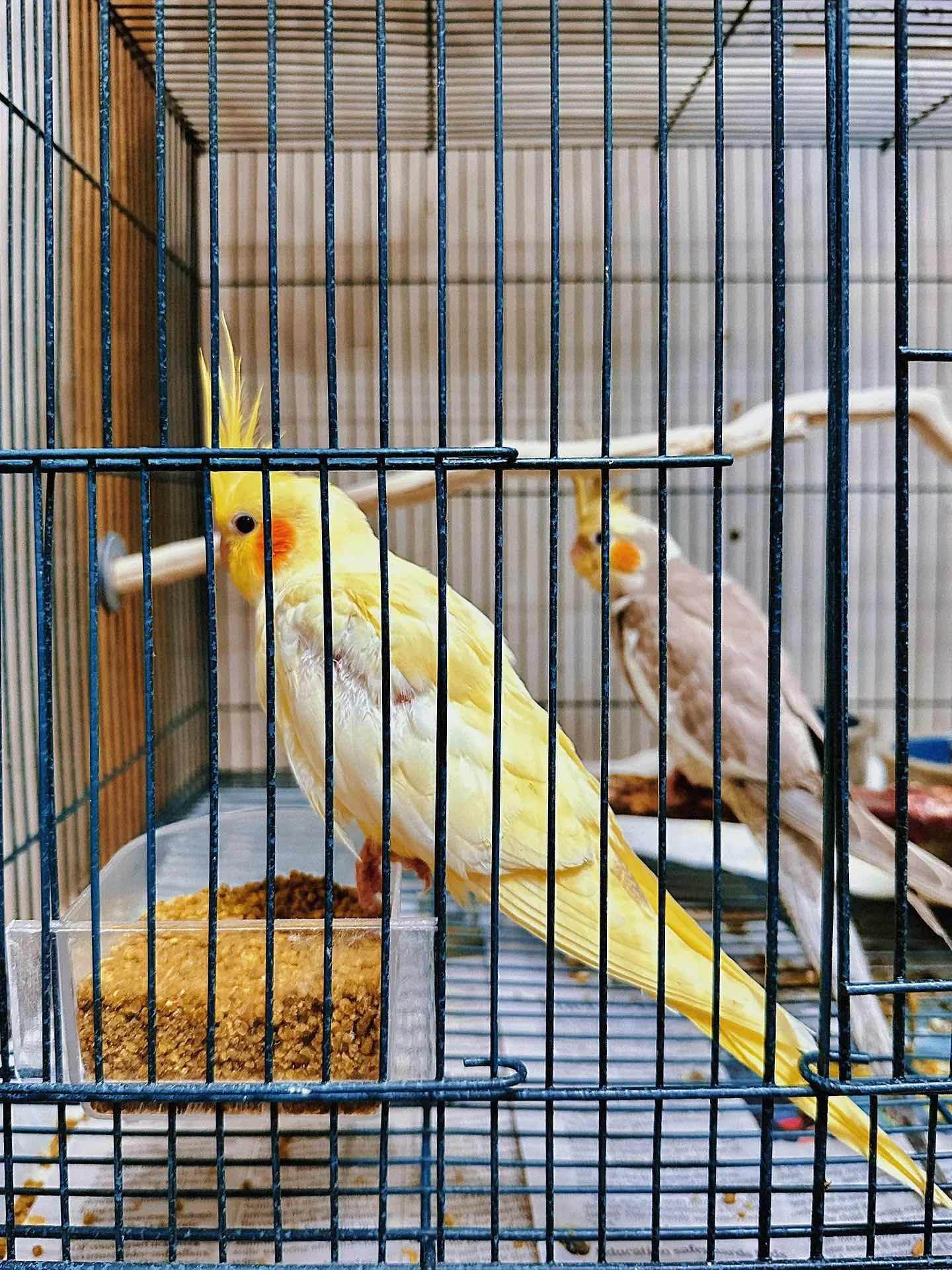 Weekend Outing with the Kids - The Basic Bird Parrot Shop on Berkeley University