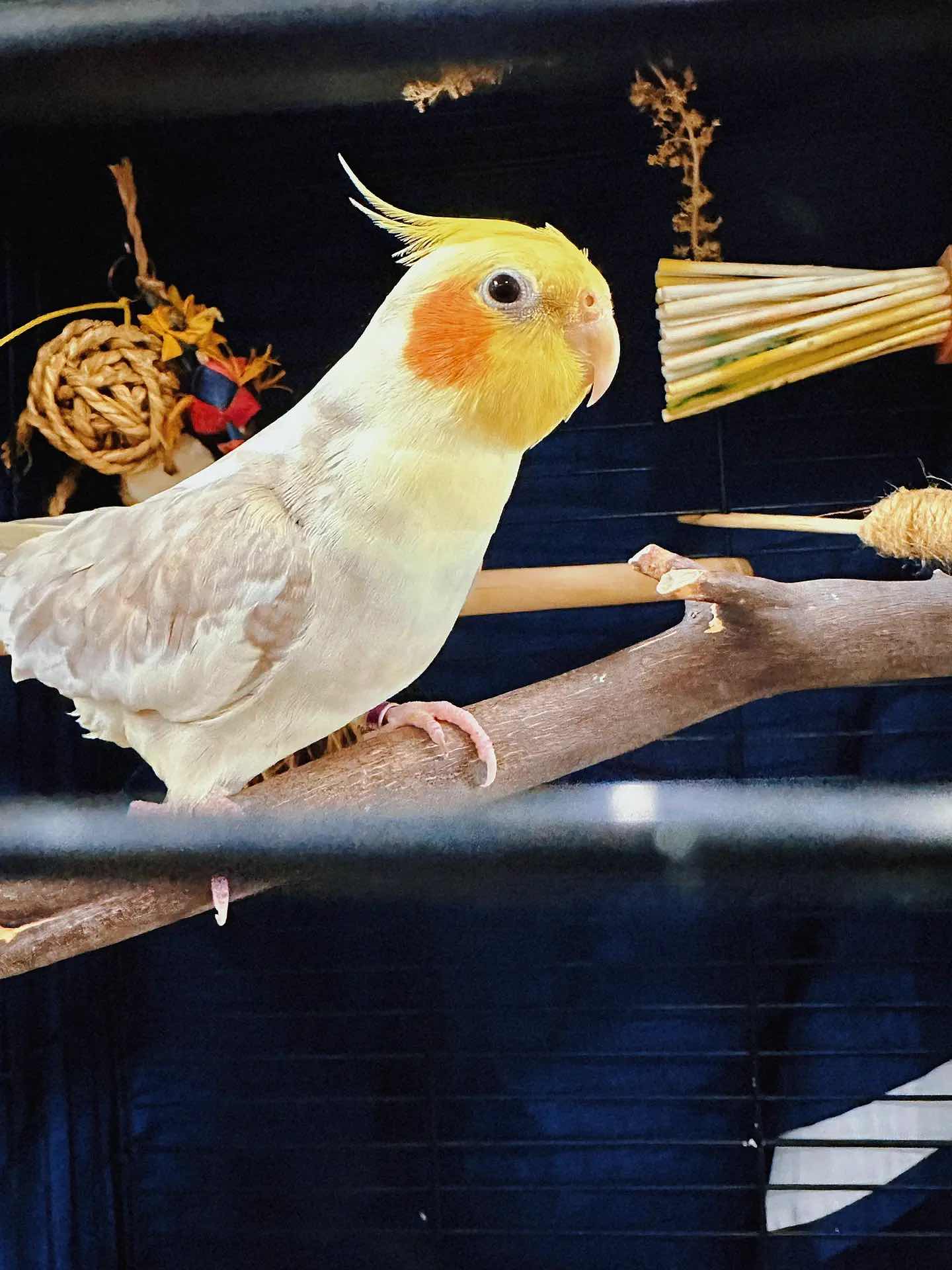 Weekend Outing with the Kids - The Basic Bird Parrot Shop on Berkeley University