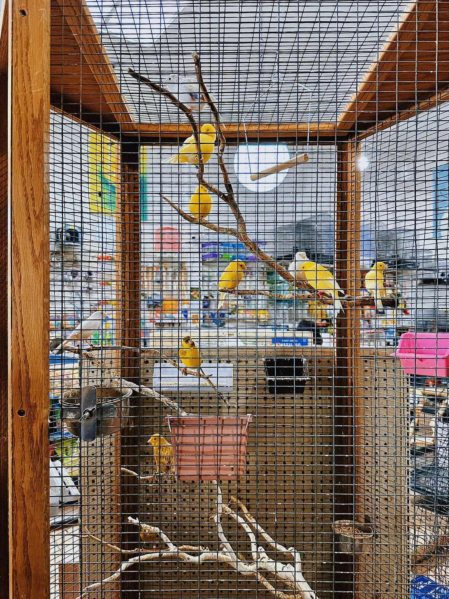 Weekend Outing with the Kids - The Basic Bird Parrot Shop on Berkeley University
