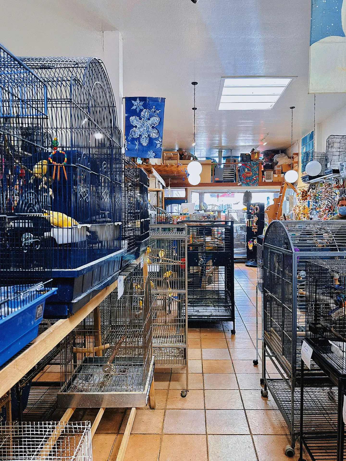 Weekend Outing with the Kids - The Basic Bird Parrot Shop on Berkeley University
