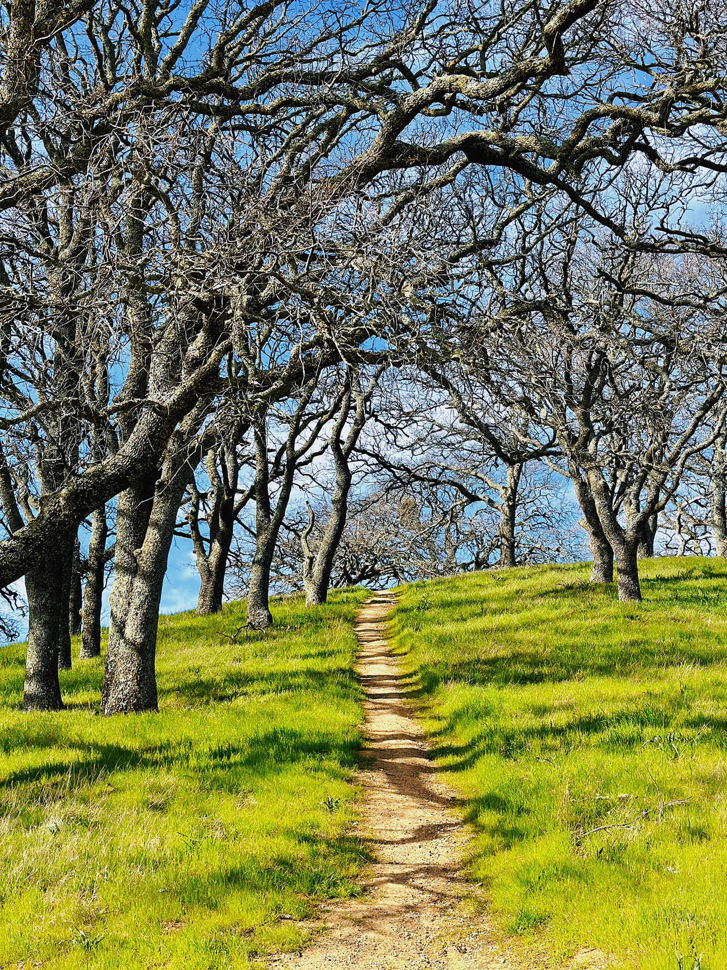 Walnut Creek Trip • Climbing Mount Diablo Beacon