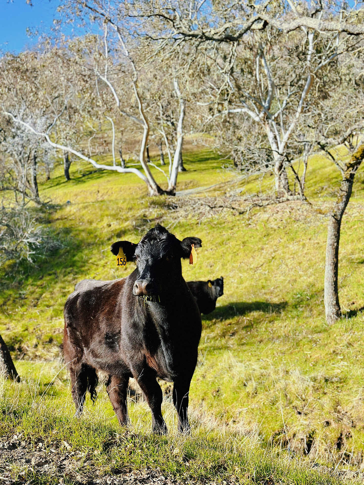 Walnut Creek Trip • Climbing Mount Diablo Beacon