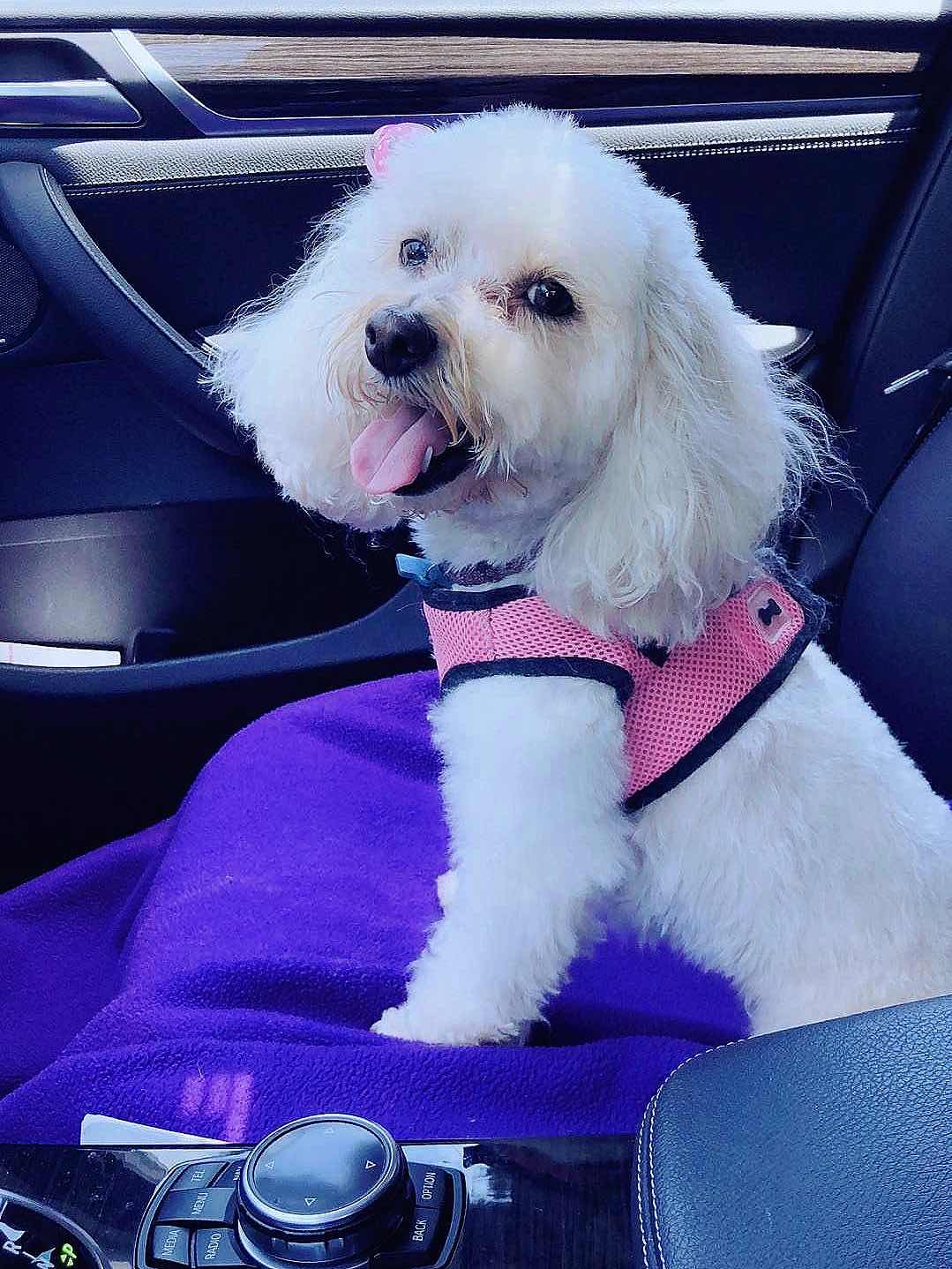 Dog Grooming in East Bay ❤️