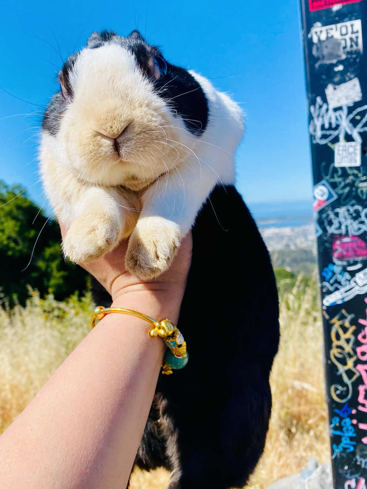 Taking my dog and bunny to this trail in Oakland!