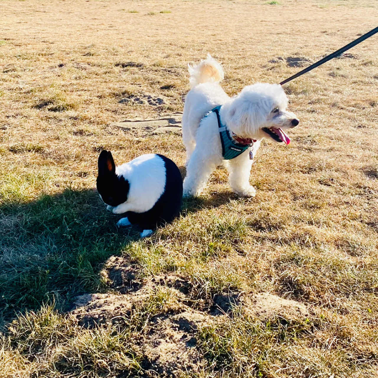 Taking my dog and bunny to this trail in Oakland!