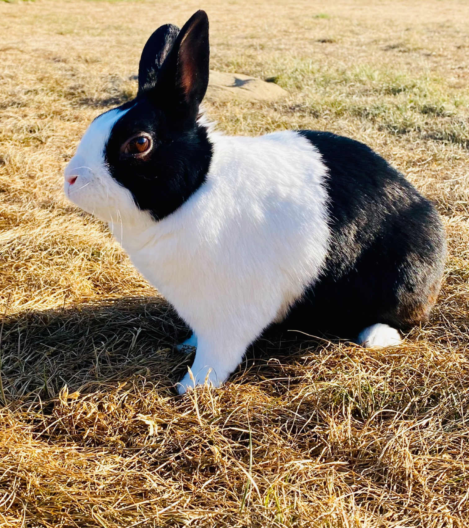 Taking my dog and bunny to this trail in Oakland!