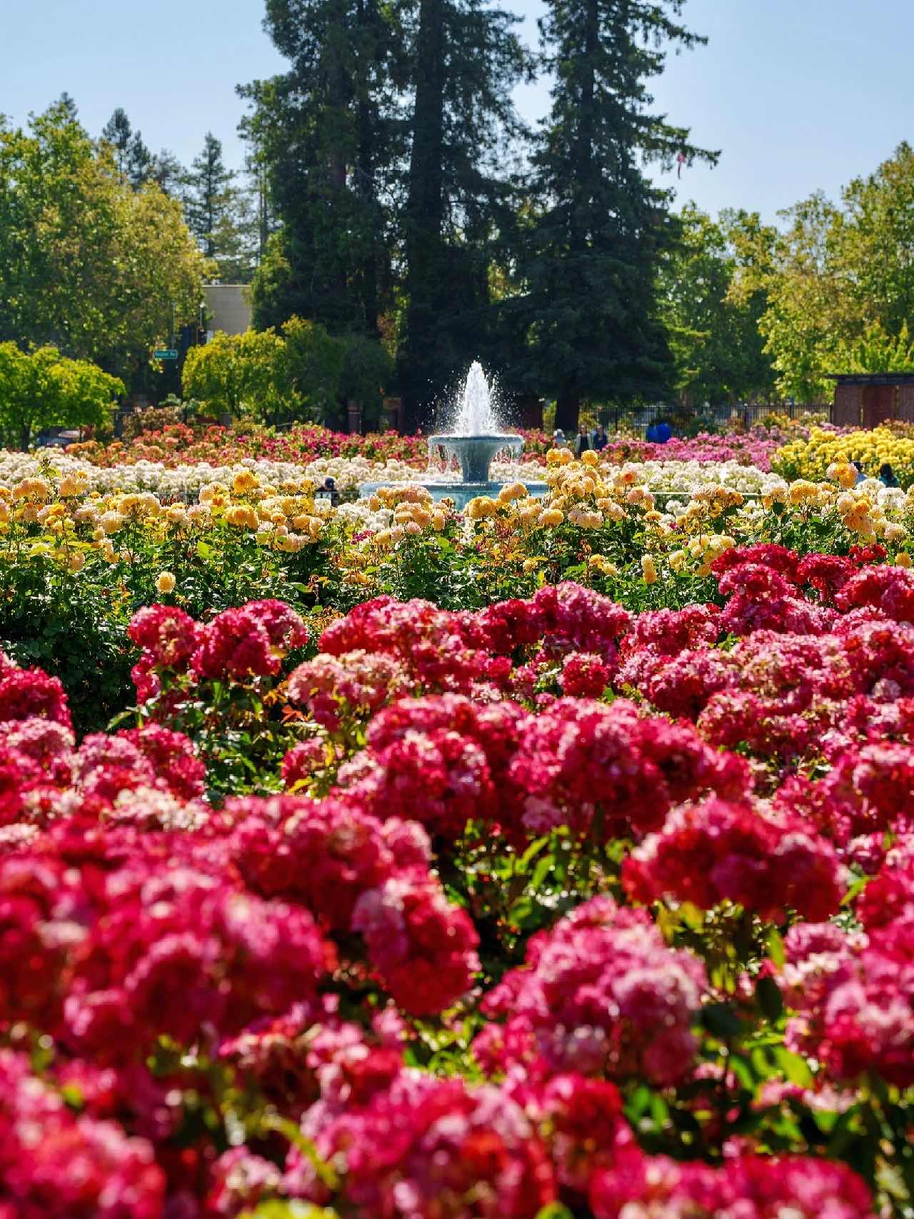 San Jose Rose Garden: A Midsummer Sea of Roses in the Bay Area