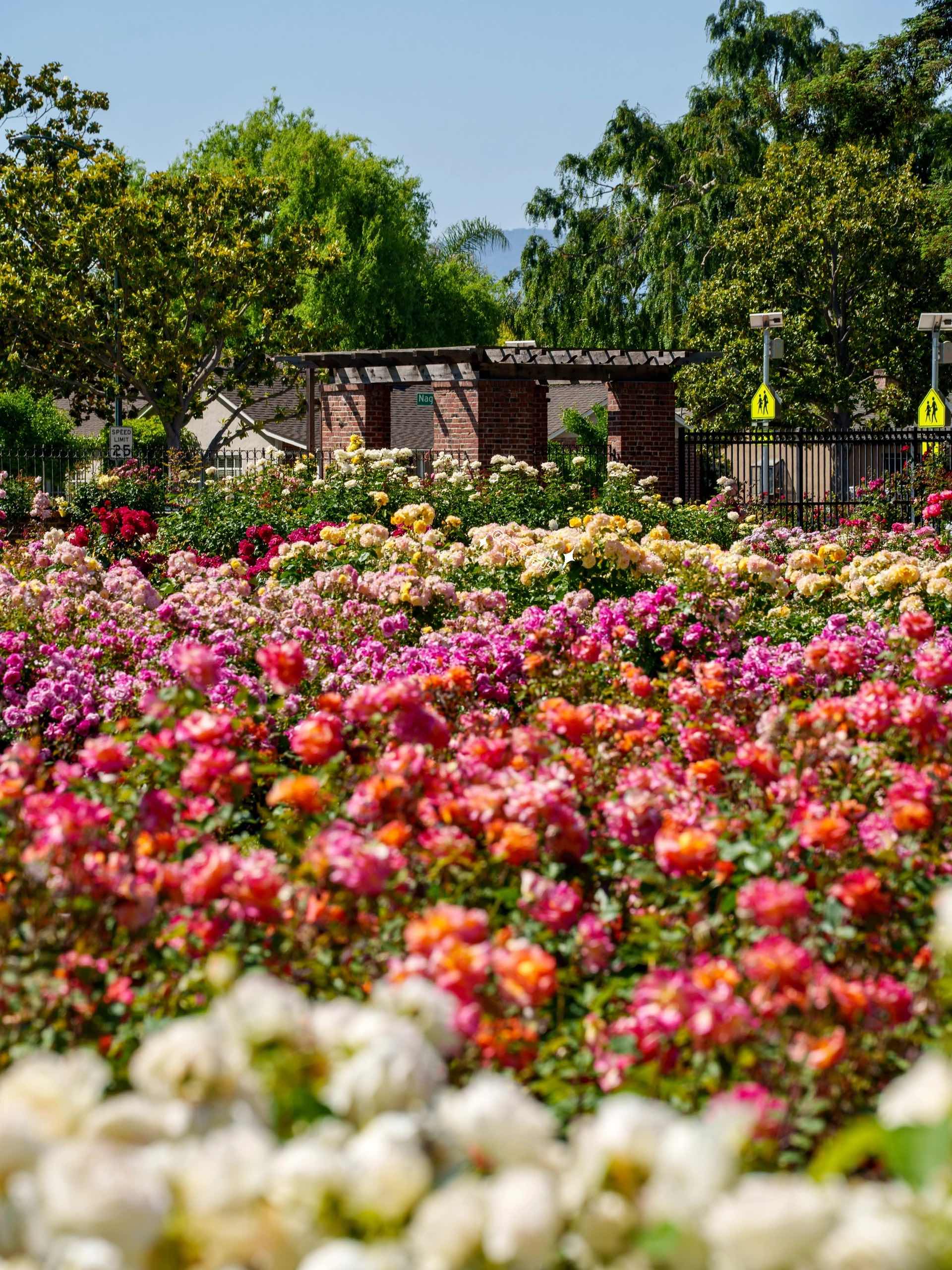 San Jose Rose Garden: A Midsummer Sea of Roses in the Bay Area