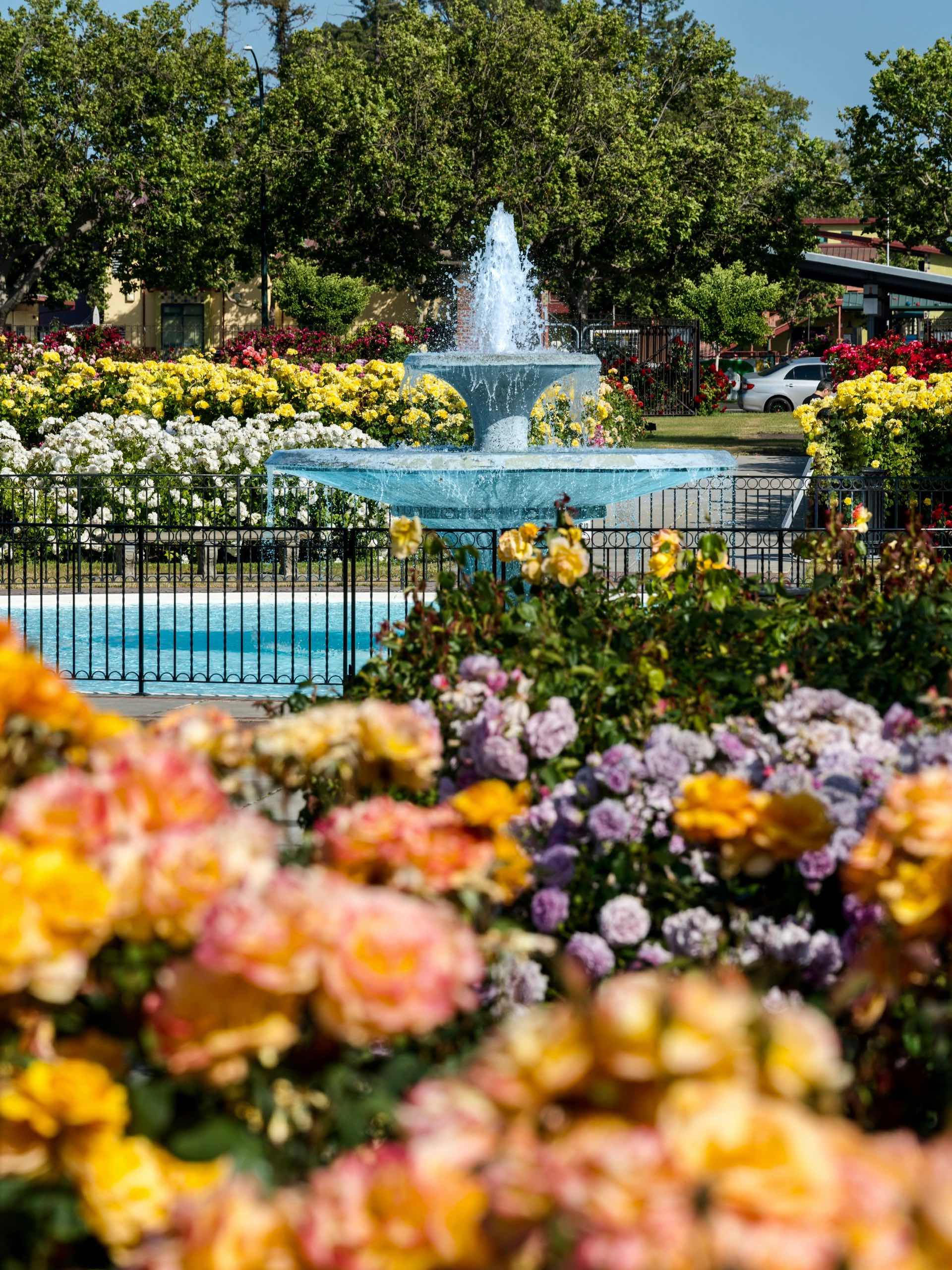San Jose Rose Garden: A Midsummer Sea of Roses in the Bay Area