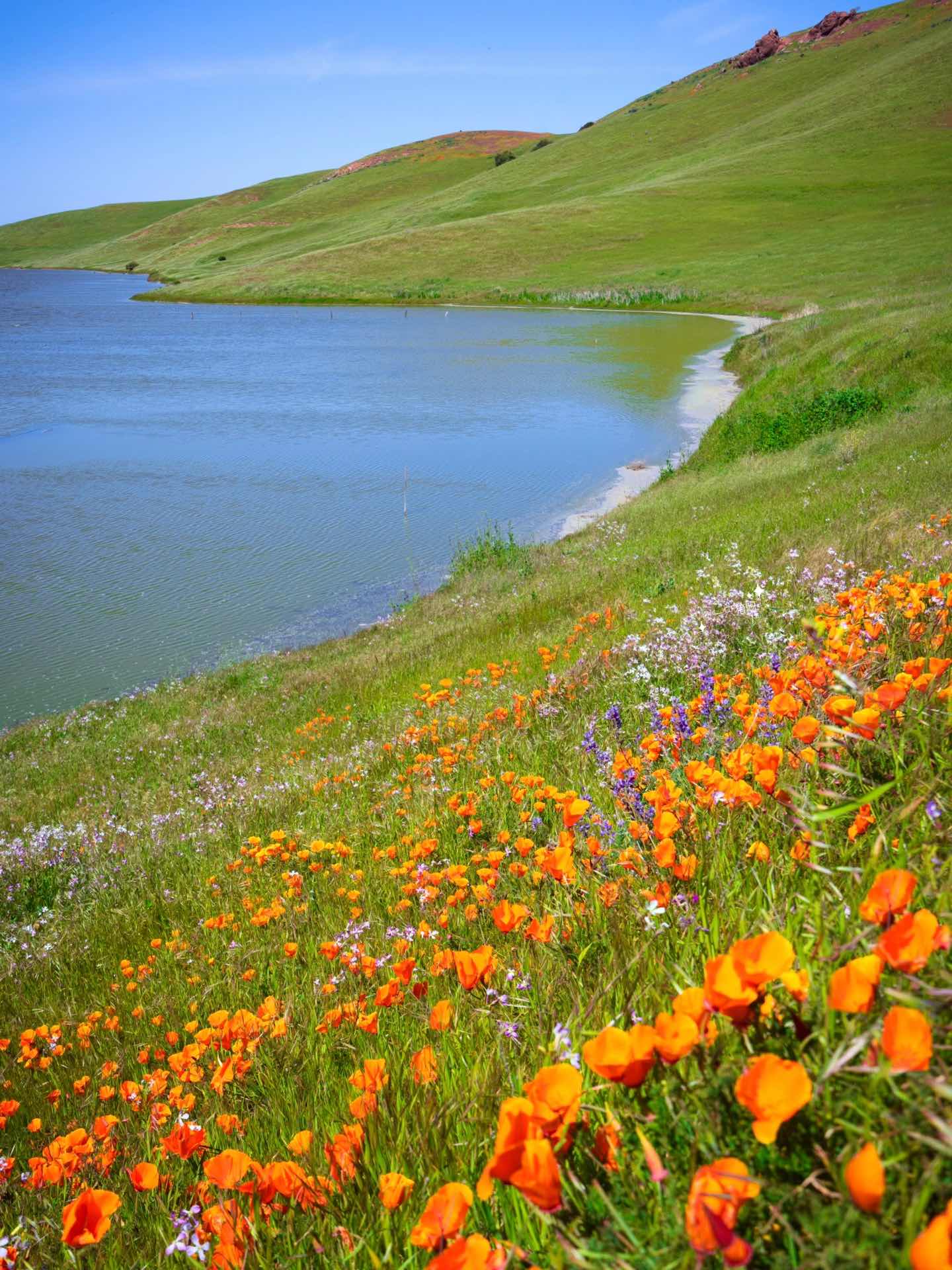 Bay Area Hiking with Blooming Wildflowers
