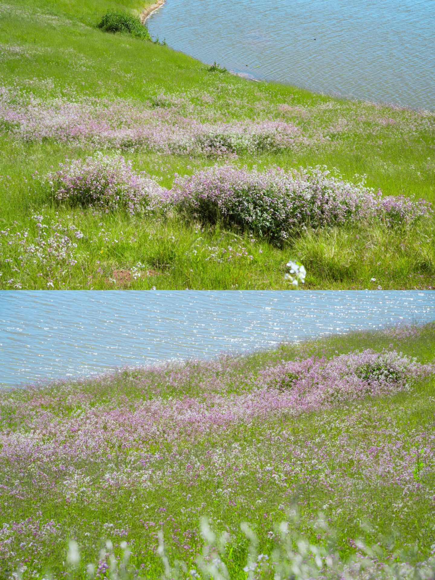 Bay Area Hiking with Blooming Wildflowers