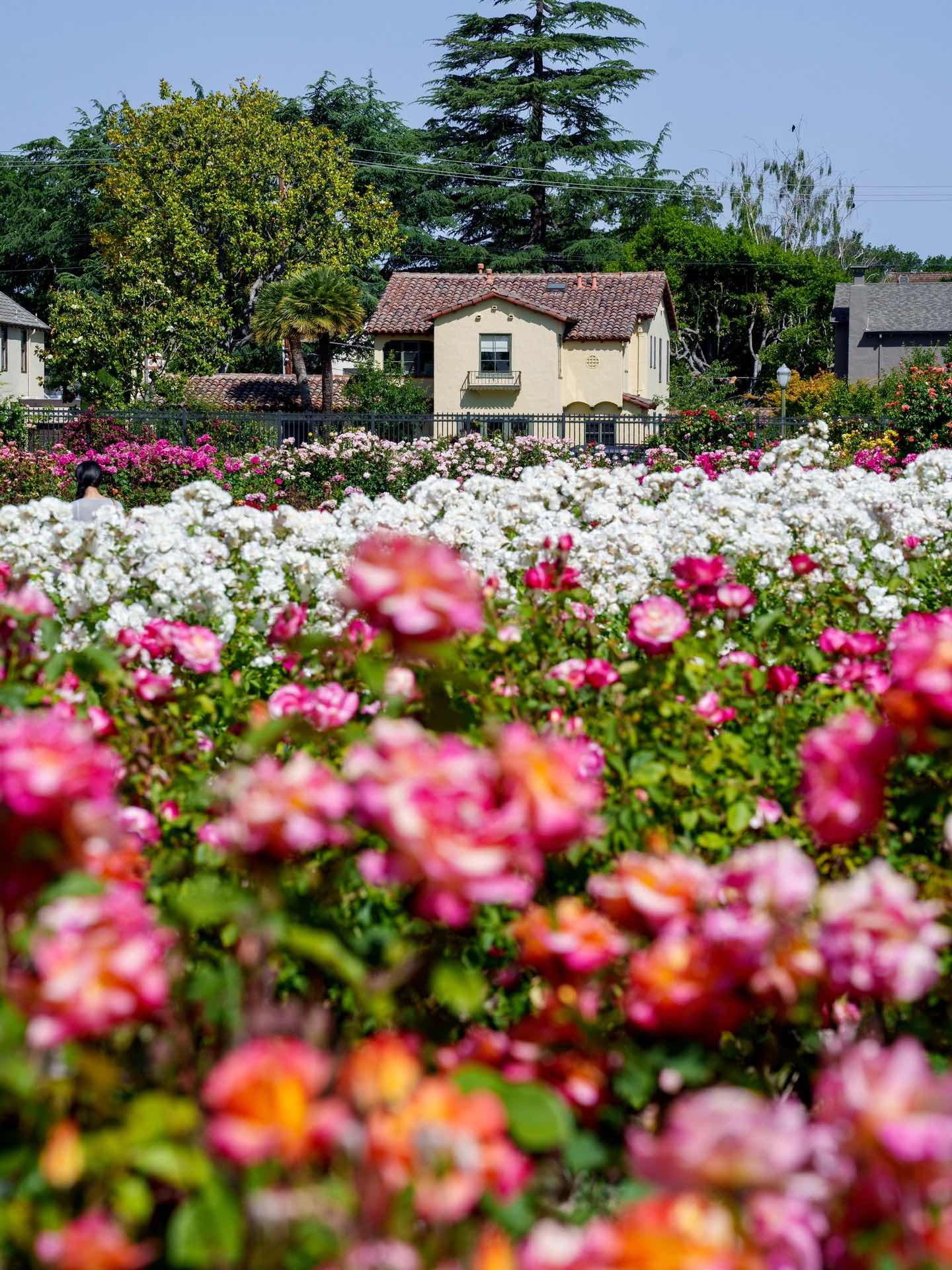 San Jose Rose Garden: A Midsummer Sea of Roses in the Bay Area
