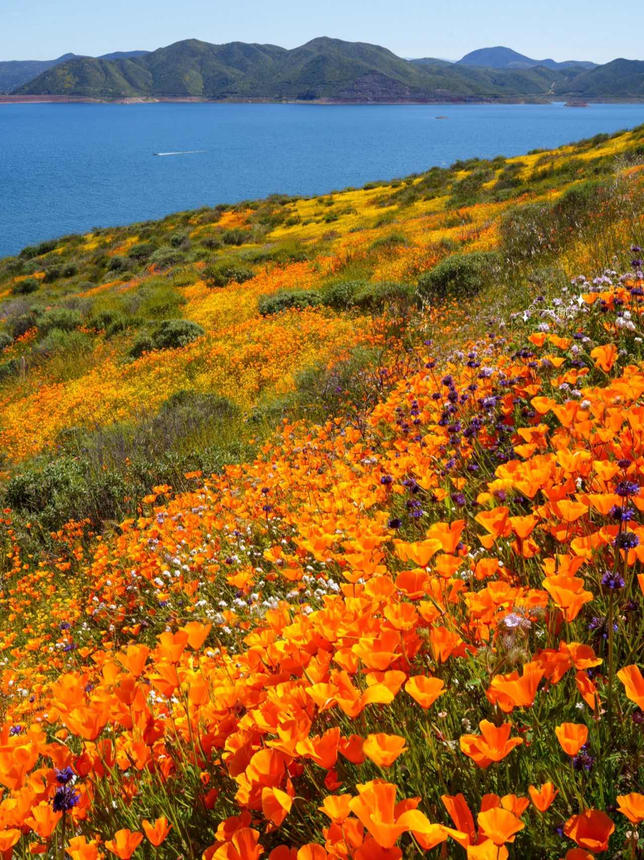 California Wildflower Superbloom Meets Lake Views