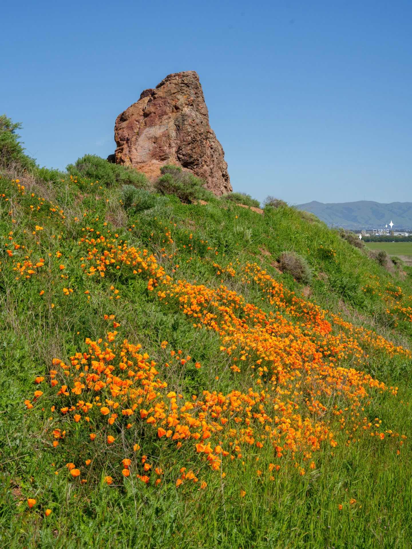 Bay Area Hiking with Blooming Wildflowers
