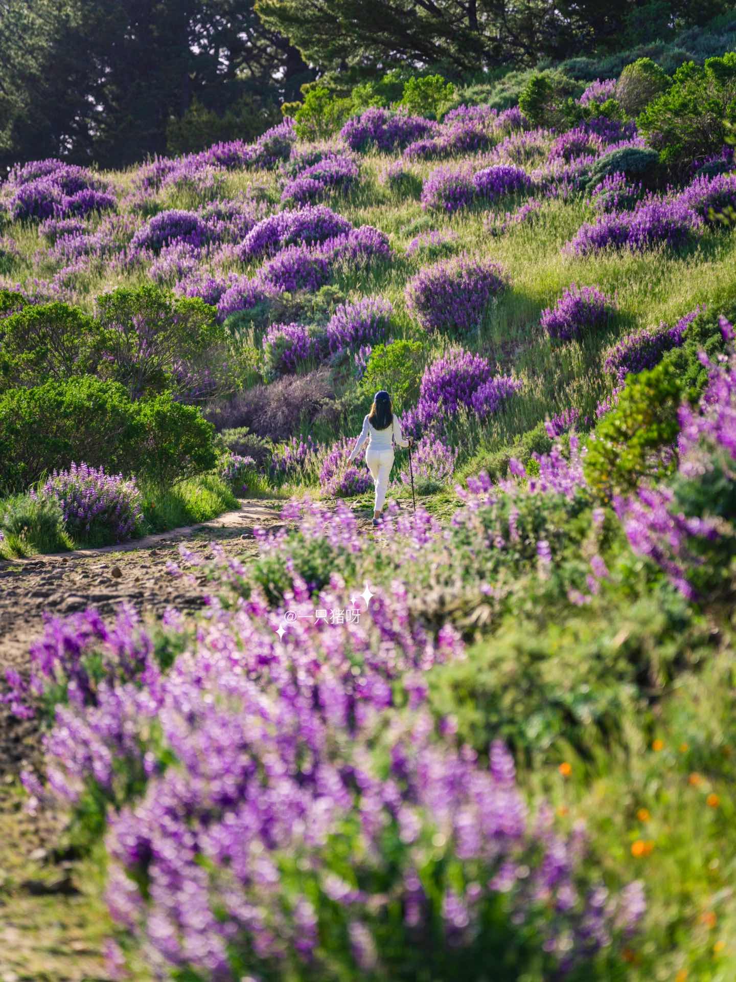 Bay Area Hiking to see the sea of lupines