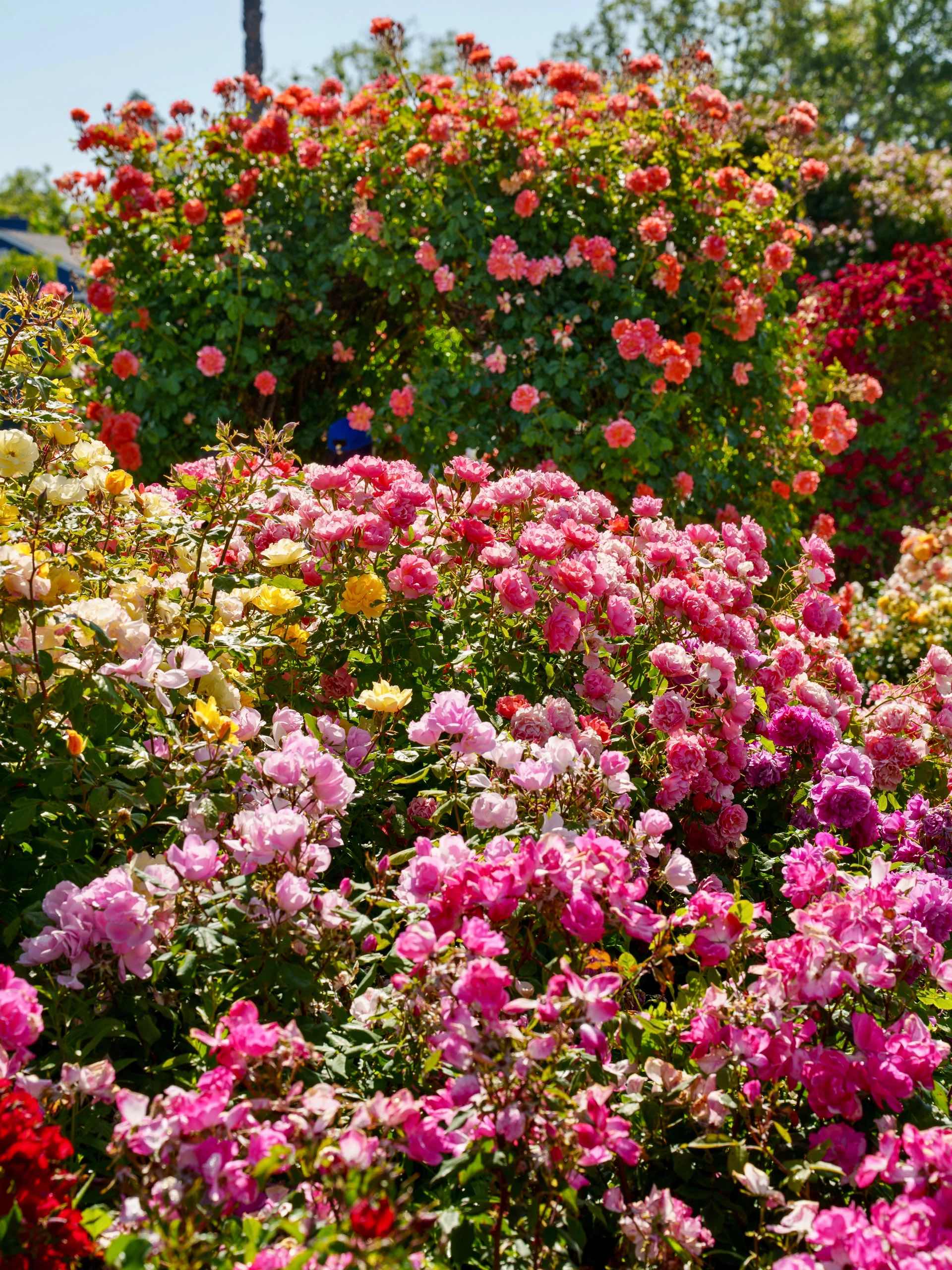 San Jose Rose Garden: A Midsummer Sea of Roses in the Bay Area