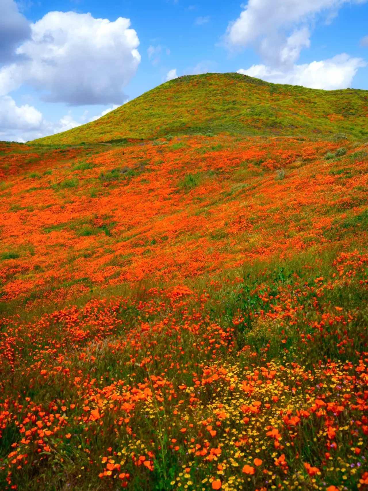 Free & Less Crowded Spots for Superbloom Appreciation in California