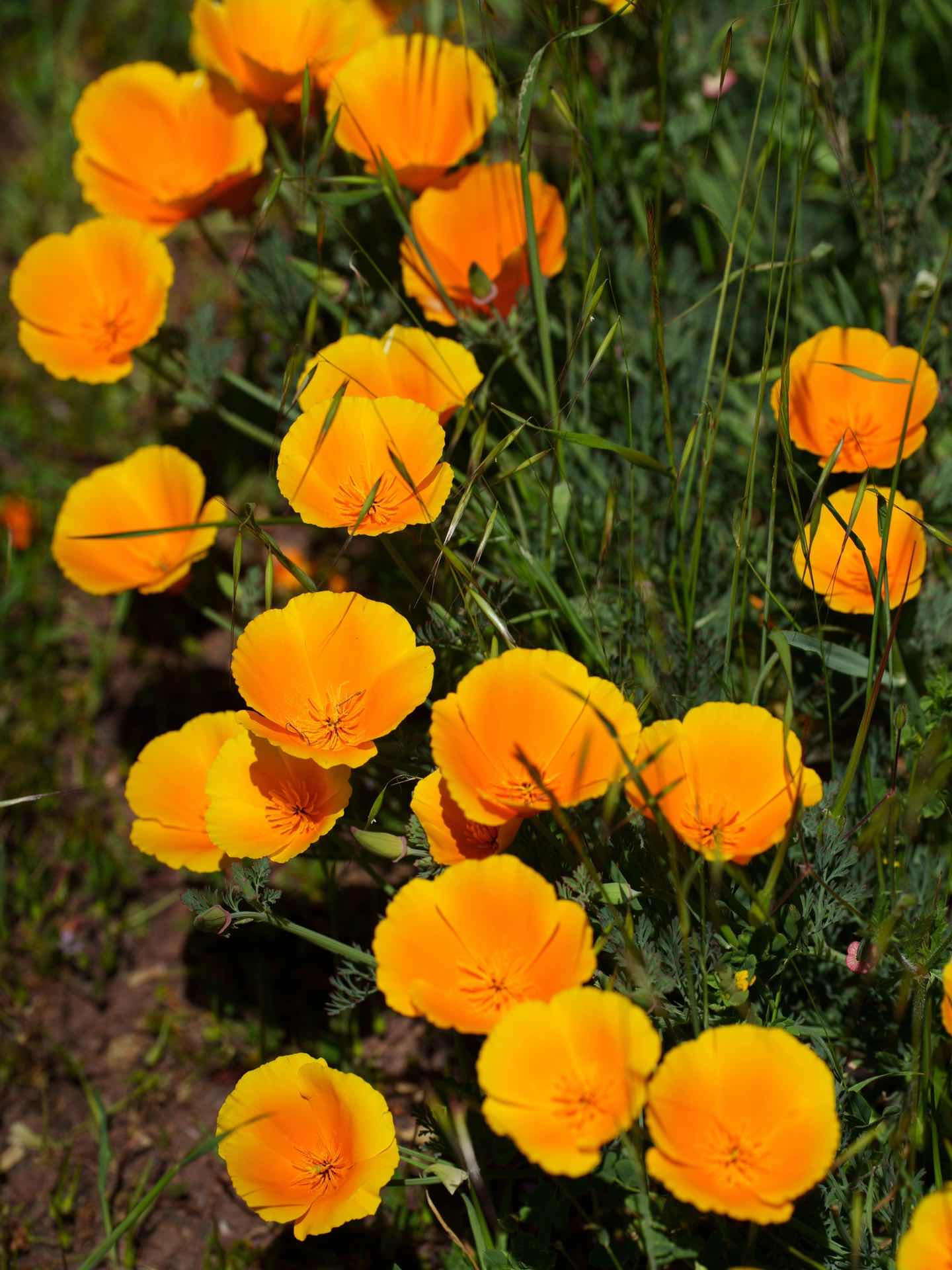 Bay Area Hiking with Blooming Wildflowers