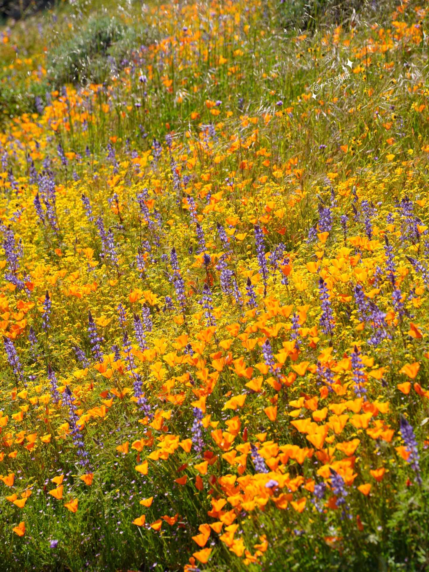 California Wildflower Superbloom Meets Lake Views