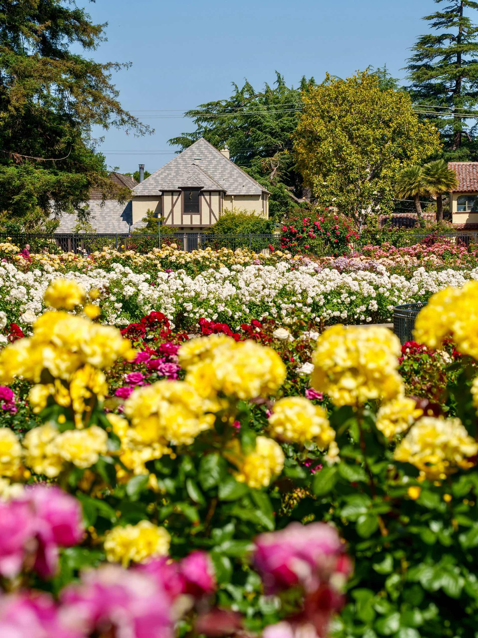 San Jose Rose Garden: A Midsummer Sea of Roses in the Bay Area