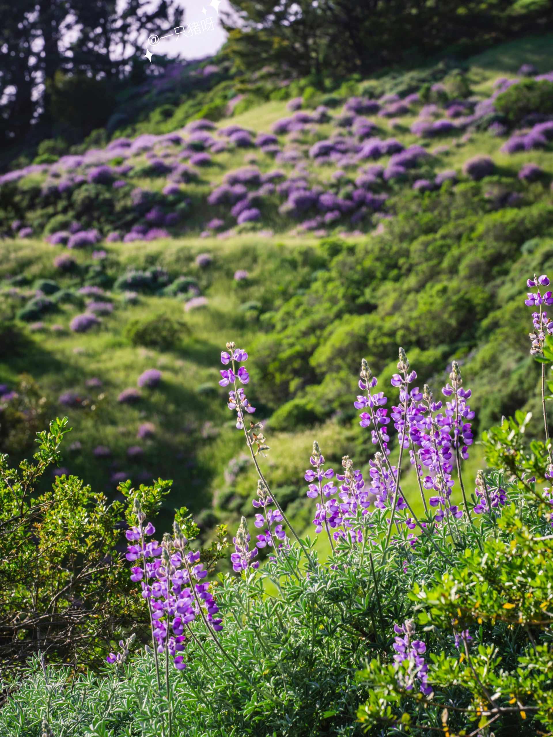 Bay Area Hiking to see the sea of lupines