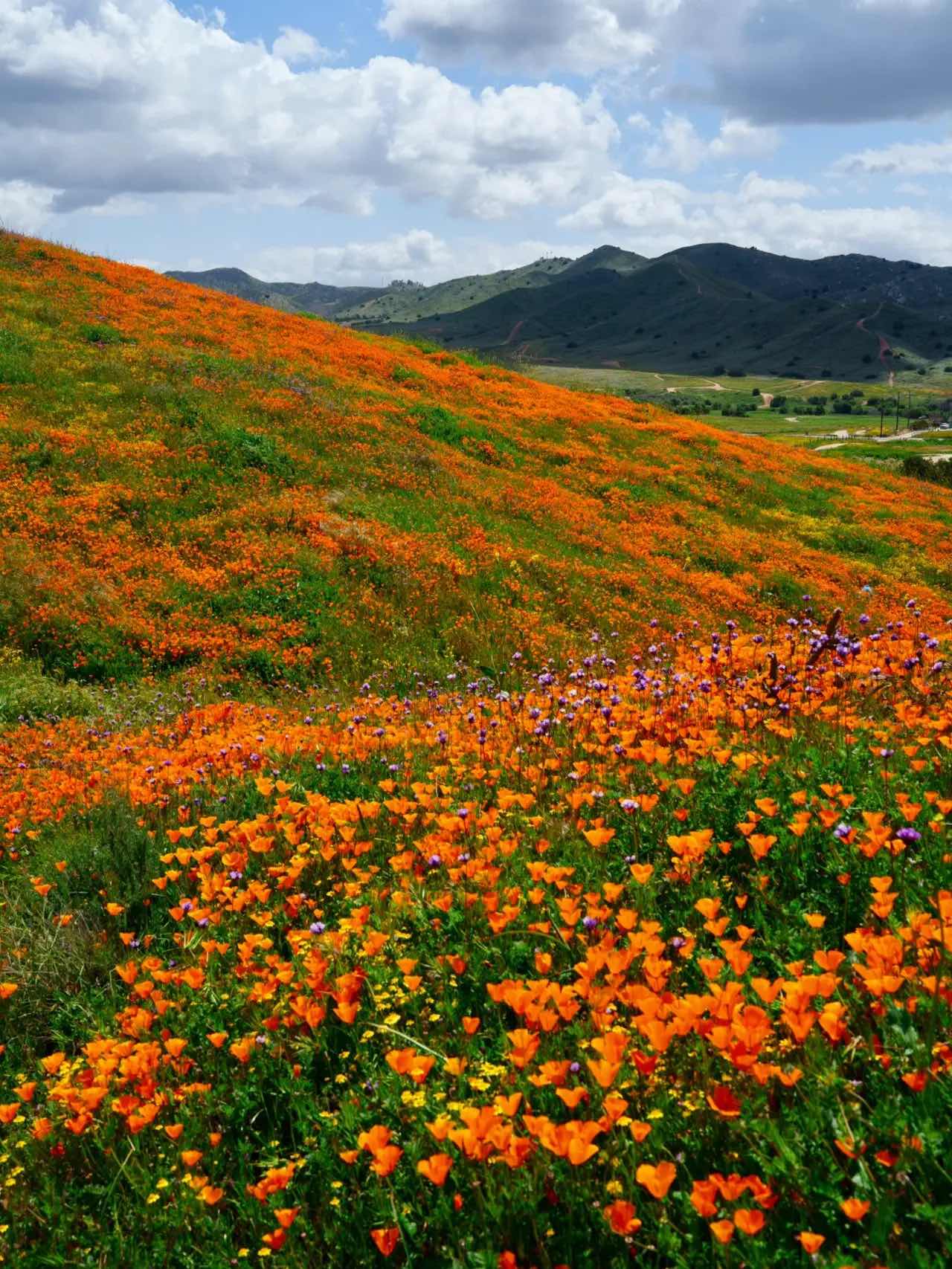 Free & Less Crowded Spots for Superbloom Appreciation in California