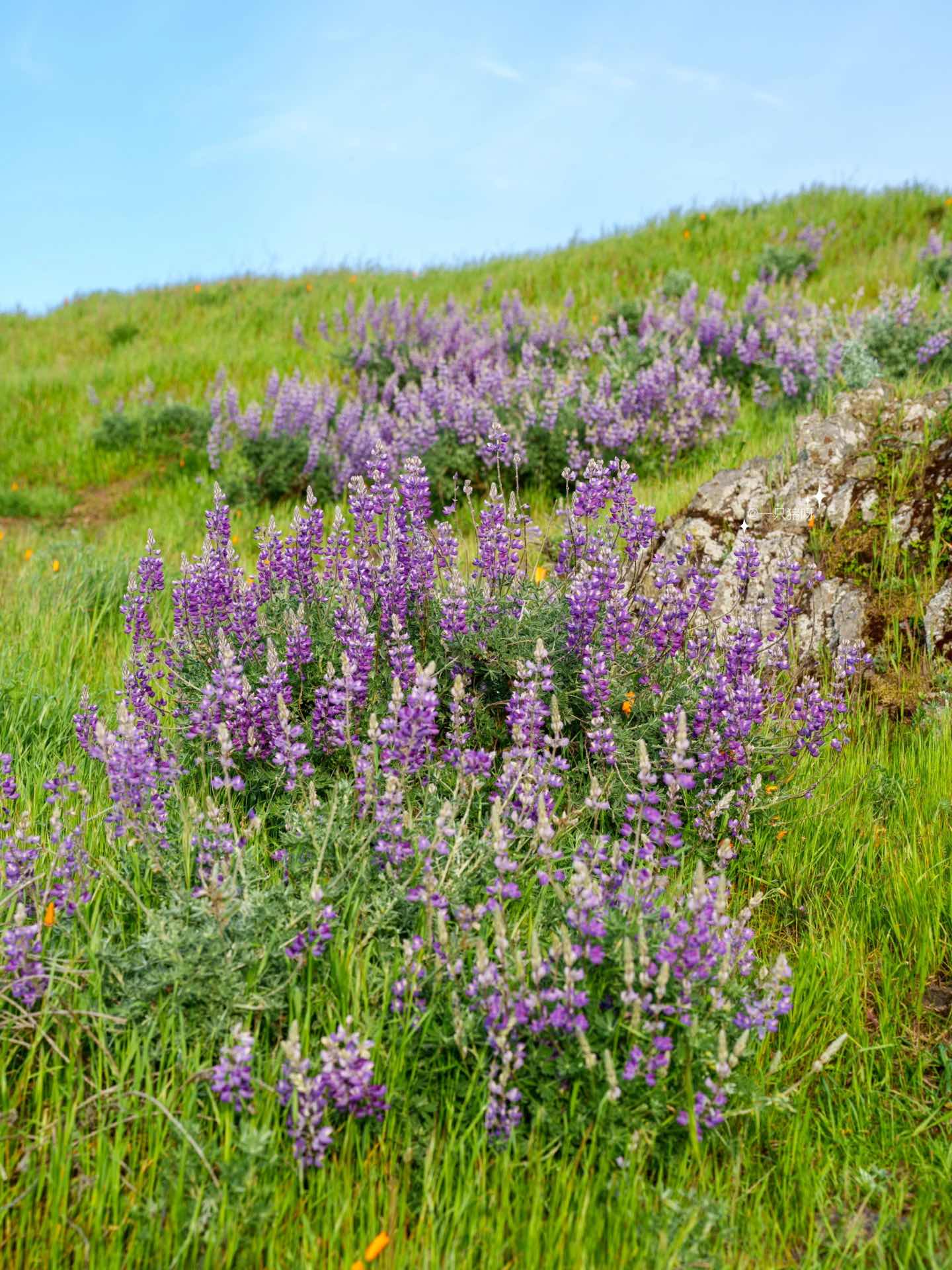 Bay Area Hiking with Blooming Wildflowers