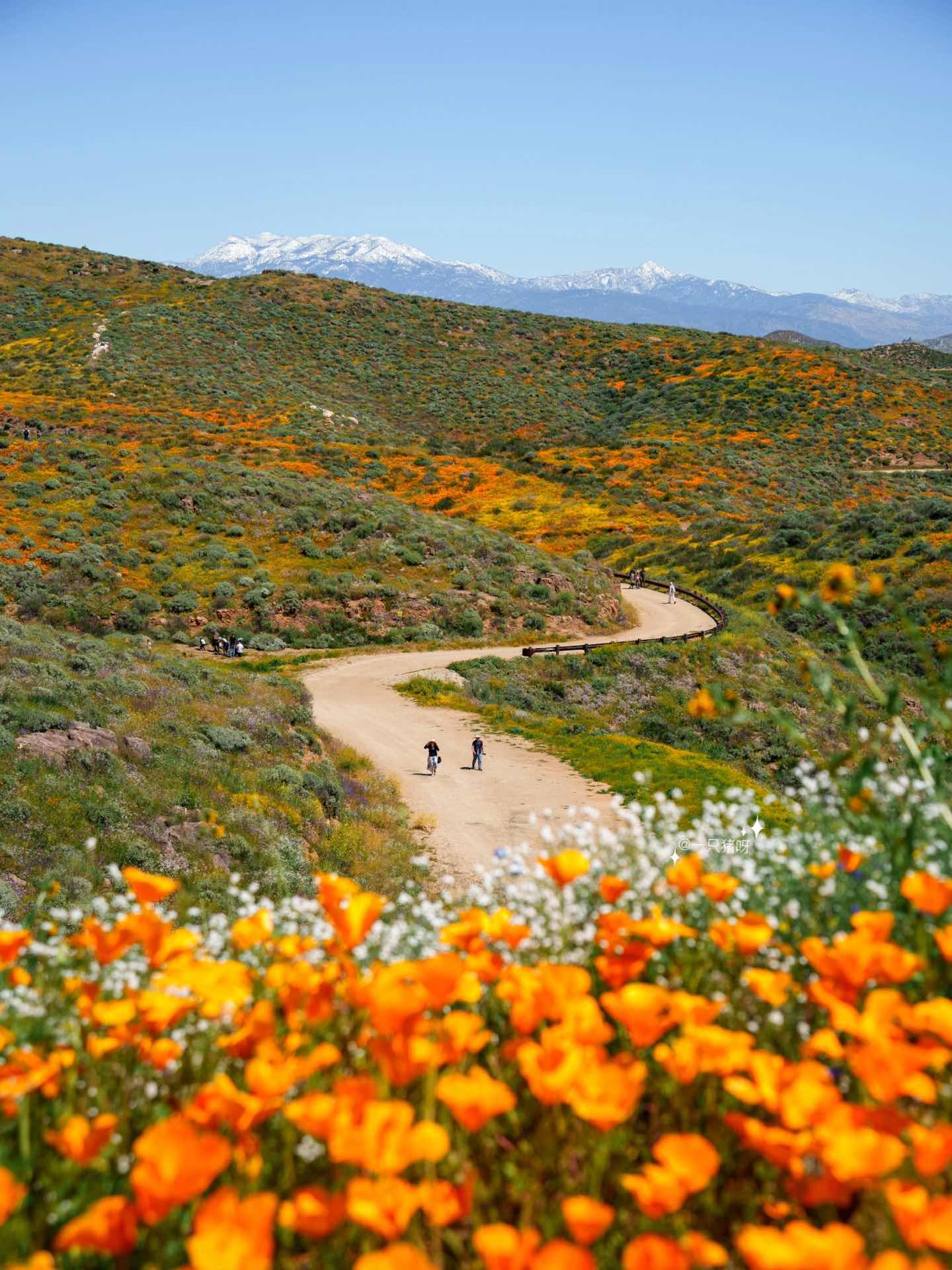 California Wildflower Superbloom Meets Lake Views