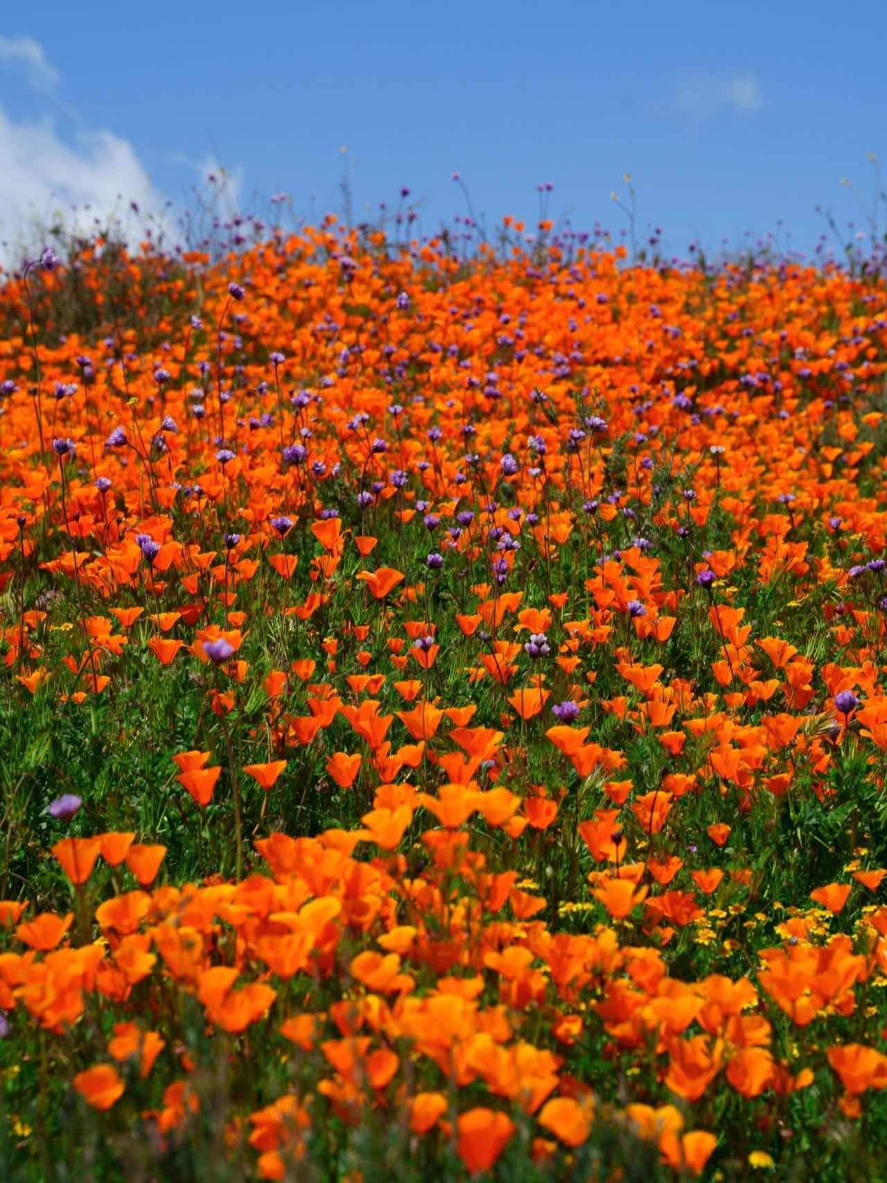 Free & Less Crowded Spots for Superbloom Appreciation in California