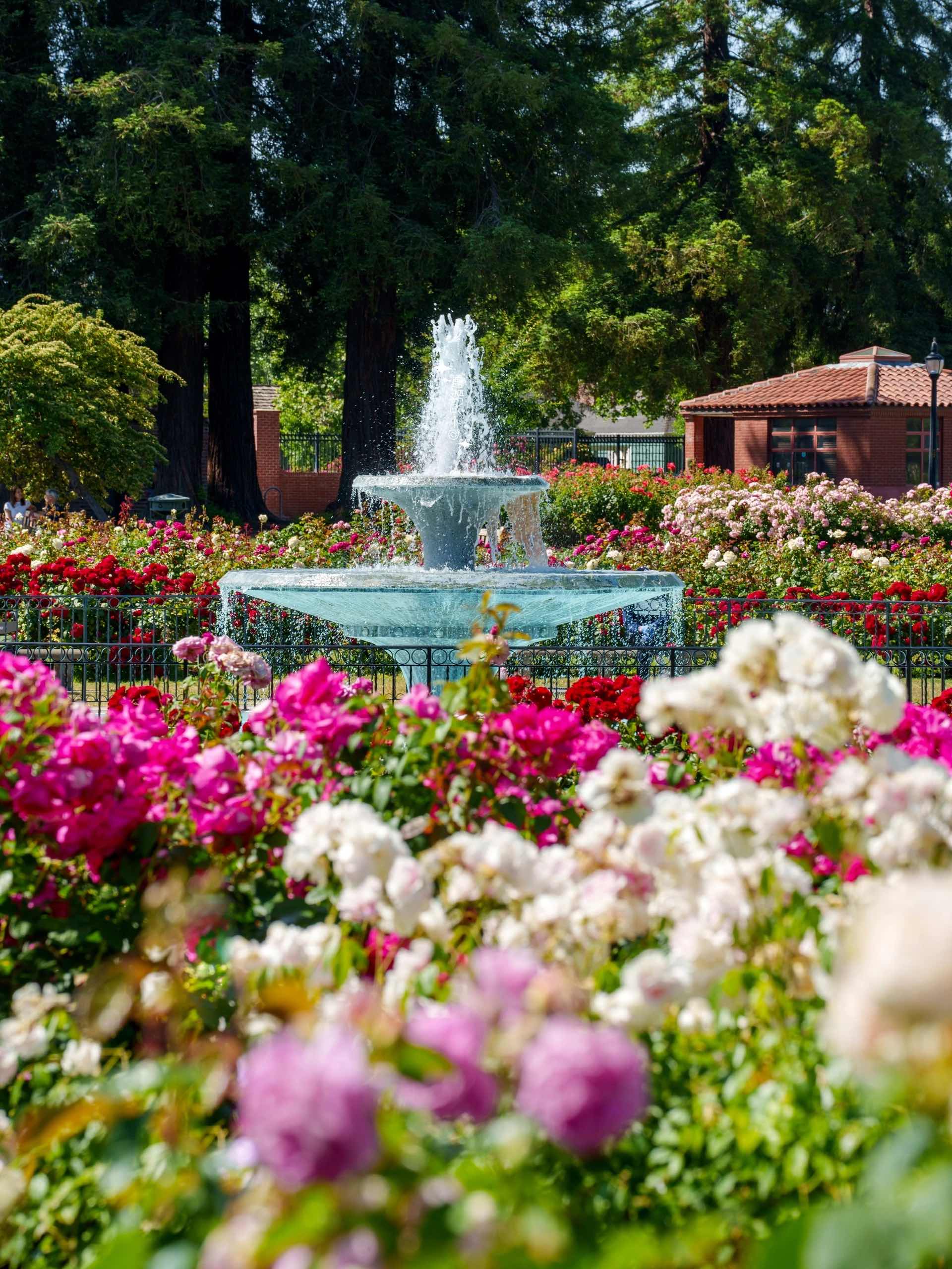 San Jose Rose Garden: A Midsummer Sea of Roses in the Bay Area
