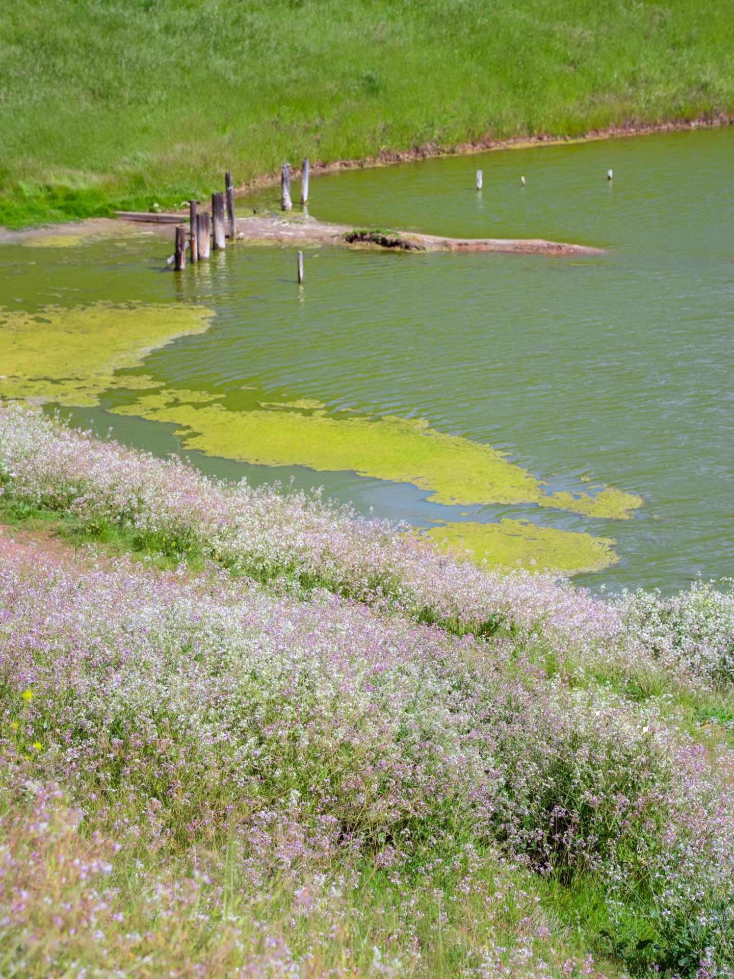 Bay Area Hiking with Blooming Wildflowers