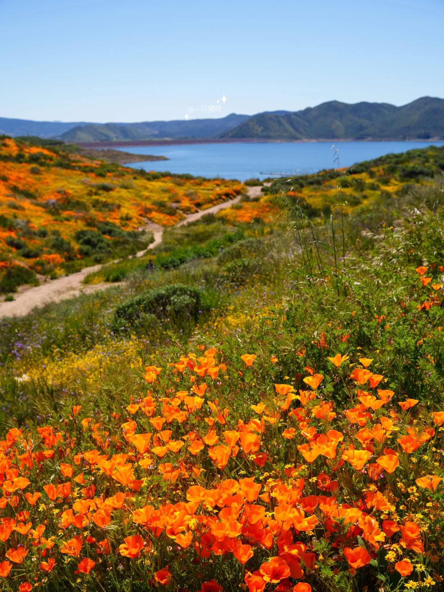 California Wildflower Superbloom Meets Lake Views